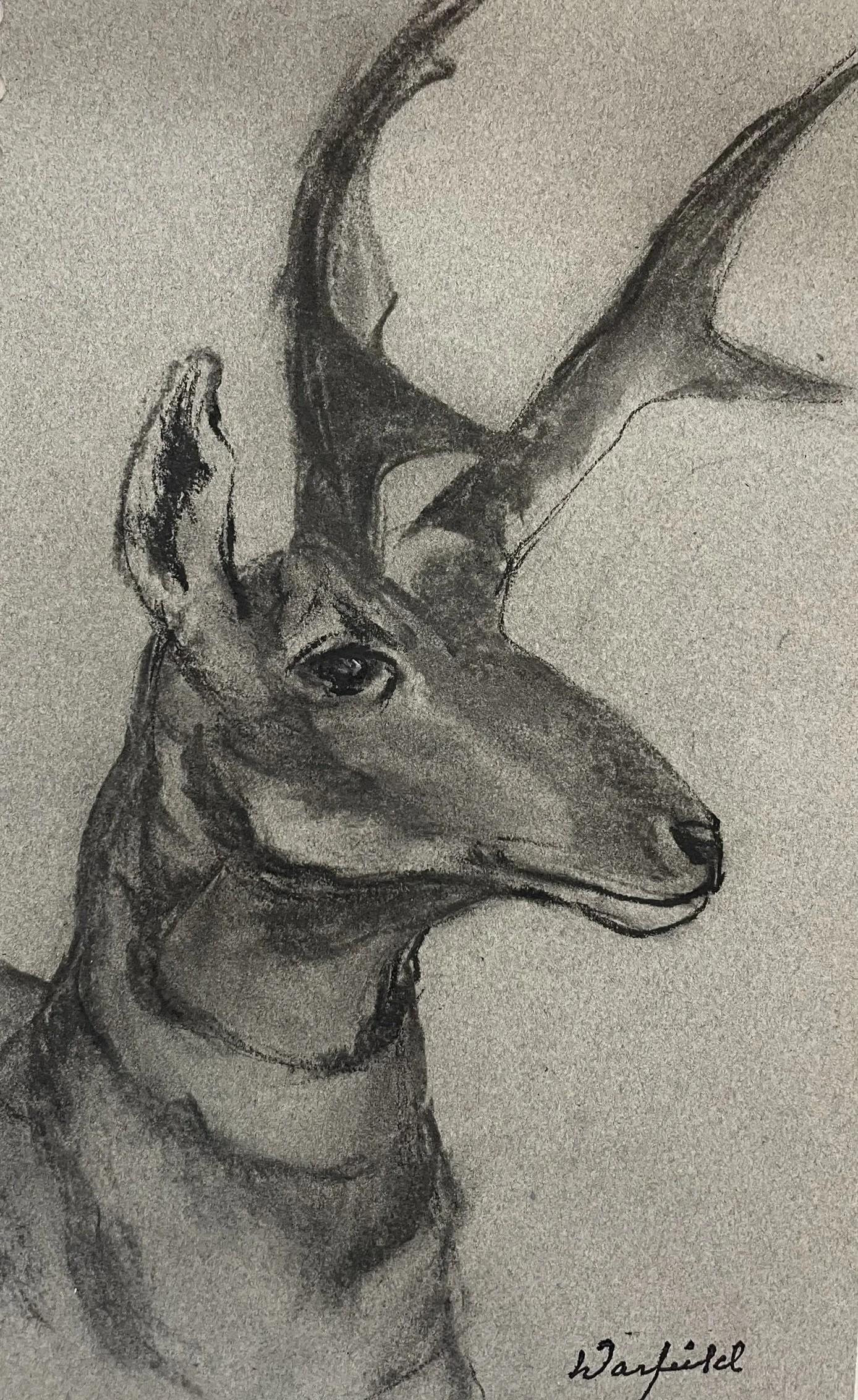  TOPIC  : Elk Waltz

 

 PAINTING  : Kudu Trophy Study

 

 MEDIA  :  Charcoal

 

 SIZE  :   10 X 6

 

 PRICE  : $200