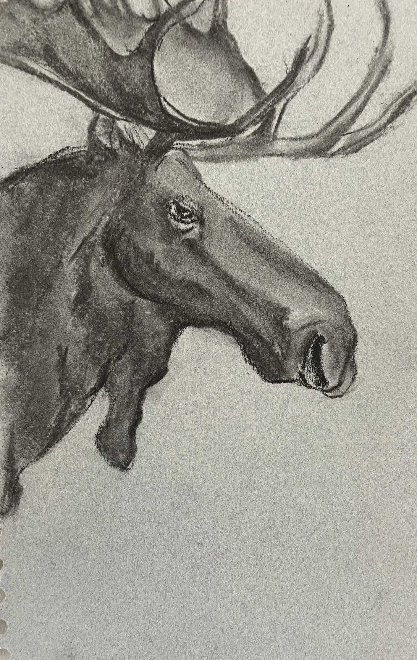  TOPIC  : Moose Trophy

 

 PAINTING  : Kudu Trophy Study

 

 MEDIA  :  Charcoal

 

 SIZE  :   10 X 6

 

 PRICE  : $200