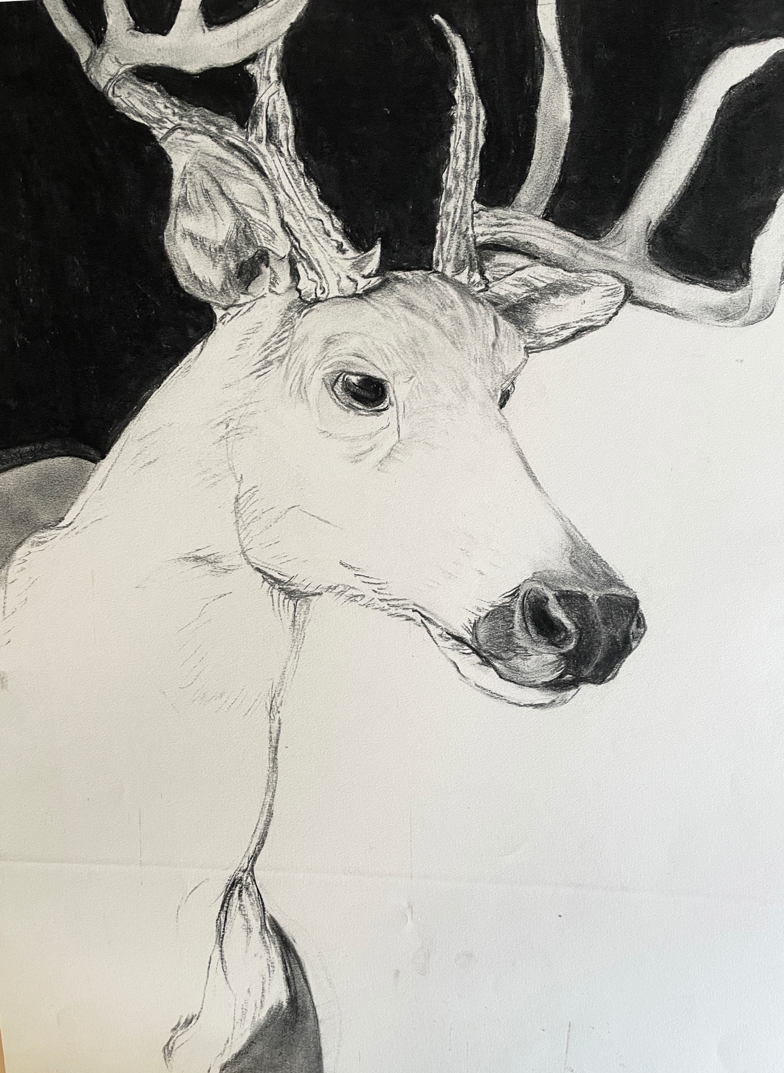 TOPIC  : Trophy

 

 PAINTING  : Stag

 

 MEDIA  :  Charcoal

 

 SIZE  :  30 X 22

 

 PRICE  :  $ 450