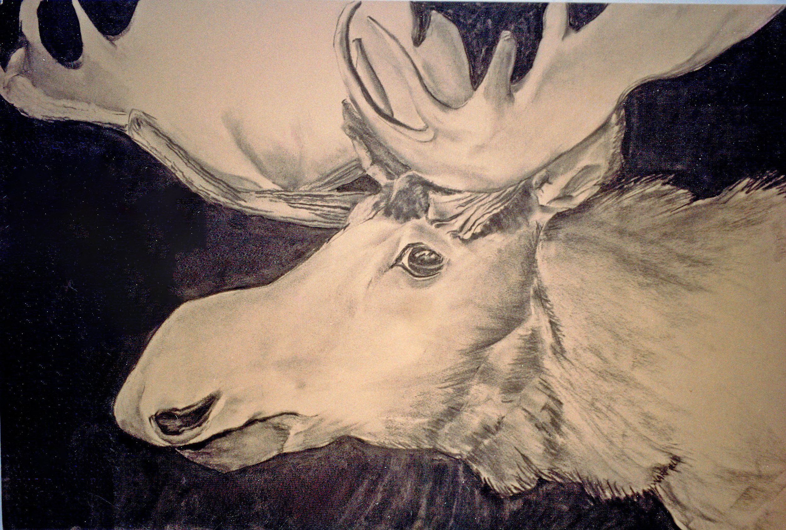  TOPIC  : Trophy

 

 PAINTING  : Moose Head

 

 MEDIA  :  Charcoal

 

 SIZE  :  20 X 30"

 

 PRICE  : PRIVATE COLLECTION