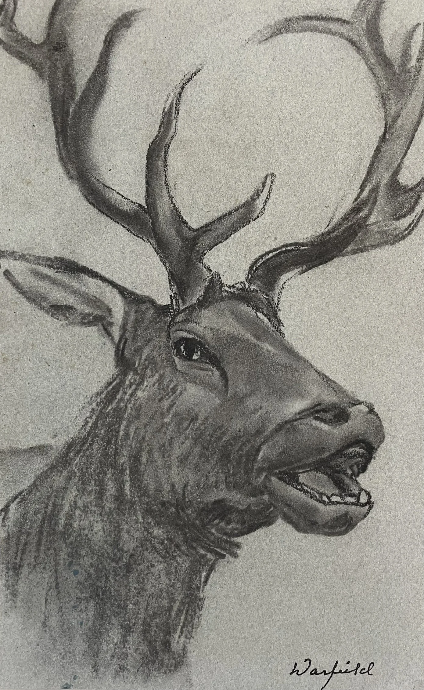 TOPIC  : Trophy

 

 PAINTING  : Elk Trophy Study

 

 MEDIA  :  Charcoal

 

 SIZE  :  10 X 6

 

 PRICE  : $175