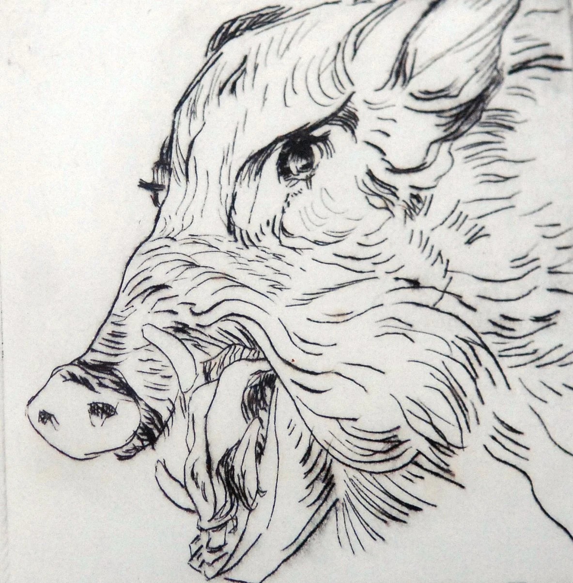  TOPIC  : Trophy

 

 PAINTING  : Boar

 

 MEDIA  :  Drypoint

 

 SIZE  :  4 X 4”

 

 PRICE  : $125