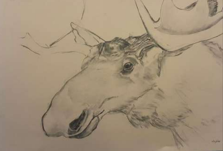  TOPIC  : Trophy

 

 PAINTING  : Moose Study - Left 
Profile

 

 MEDIA  :  Charcoal

 

 SIZE  :  23 X 34

 

 PRICE  : $ 700 
