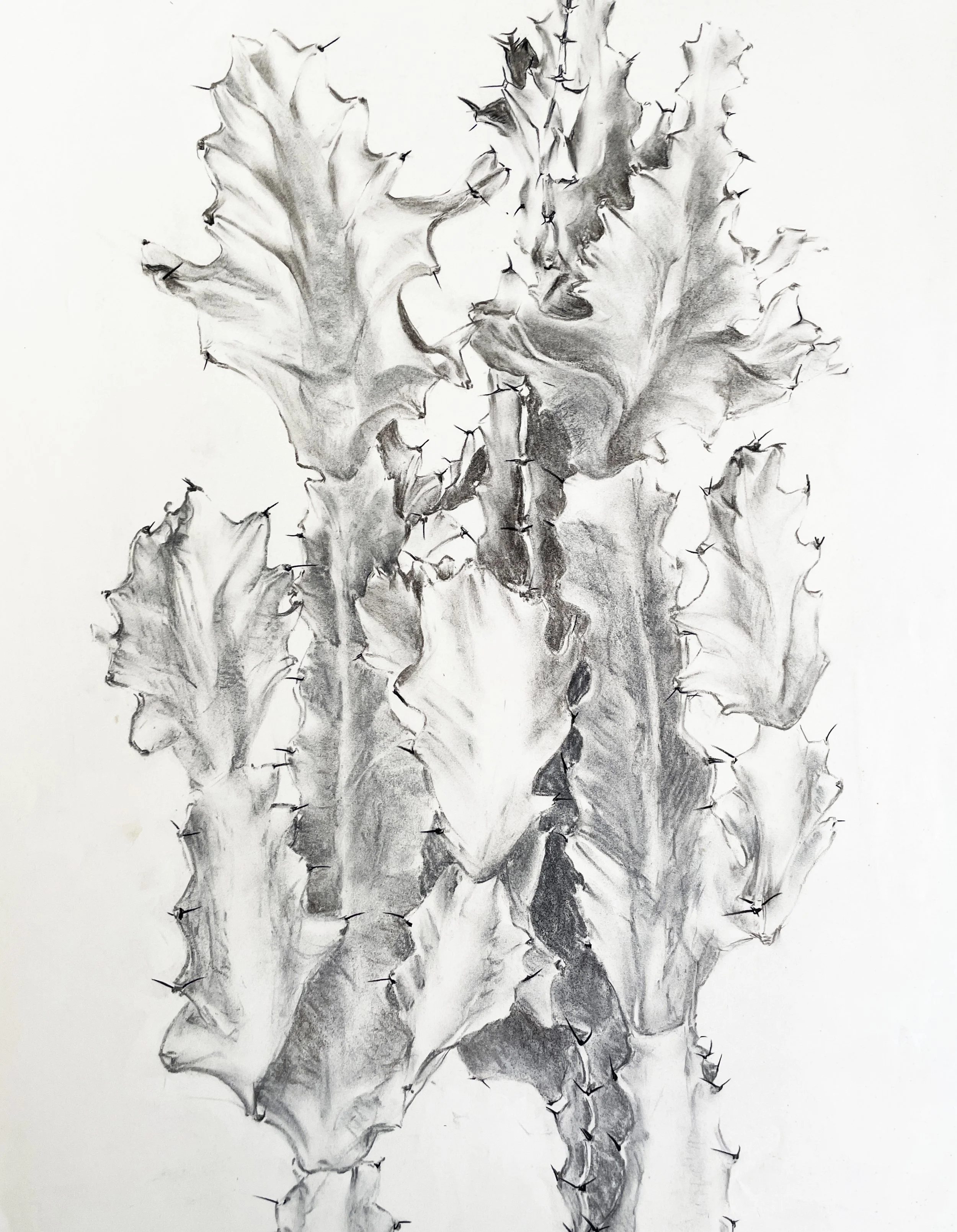  TOPIC  : Cactus

 

 PAINTING  : Cactus Study II

 

 MEDIA  : Charcoal

 

 SIZE  : 22"  X 30"

 

 PRICE  : $350
