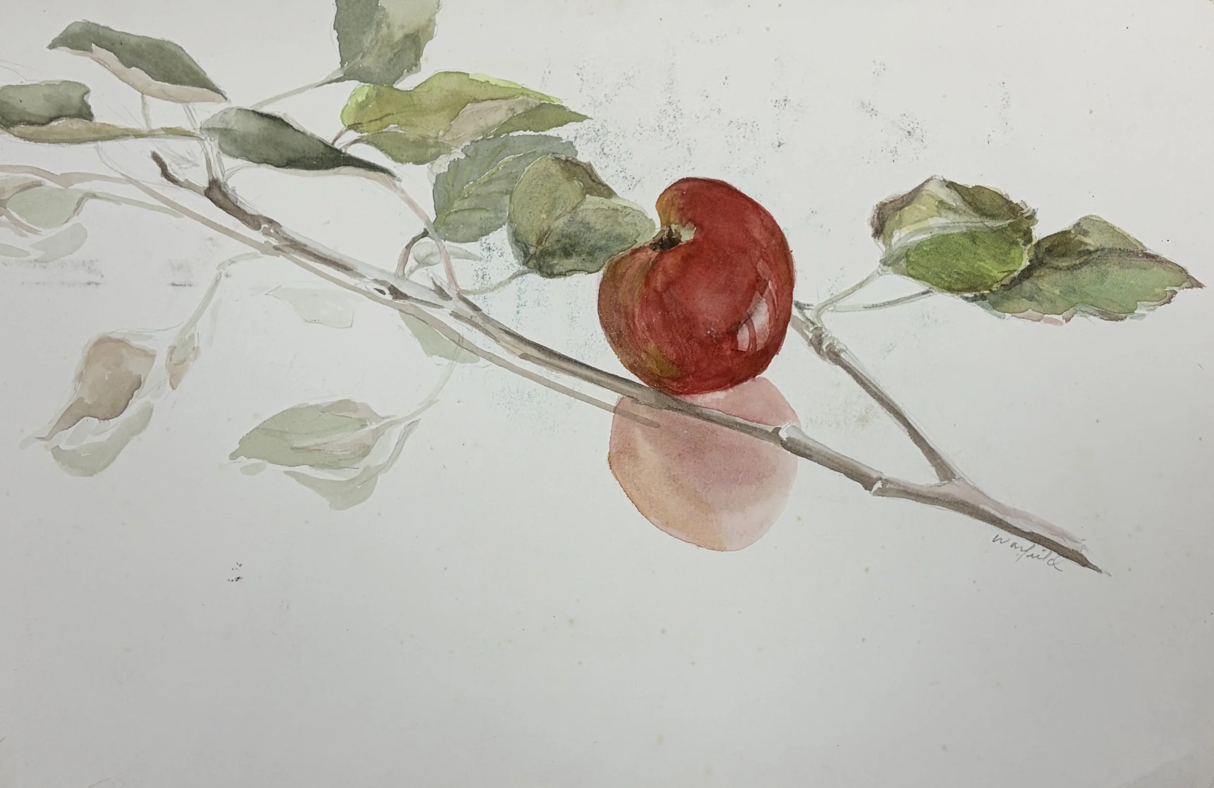  TOPIC  : Flower

 

 PAINTING  : Apple Branch

 

 MEDIA  : Watercolor

 

 SIZE  : 12" X 20"

 

 PRICE  : $350
