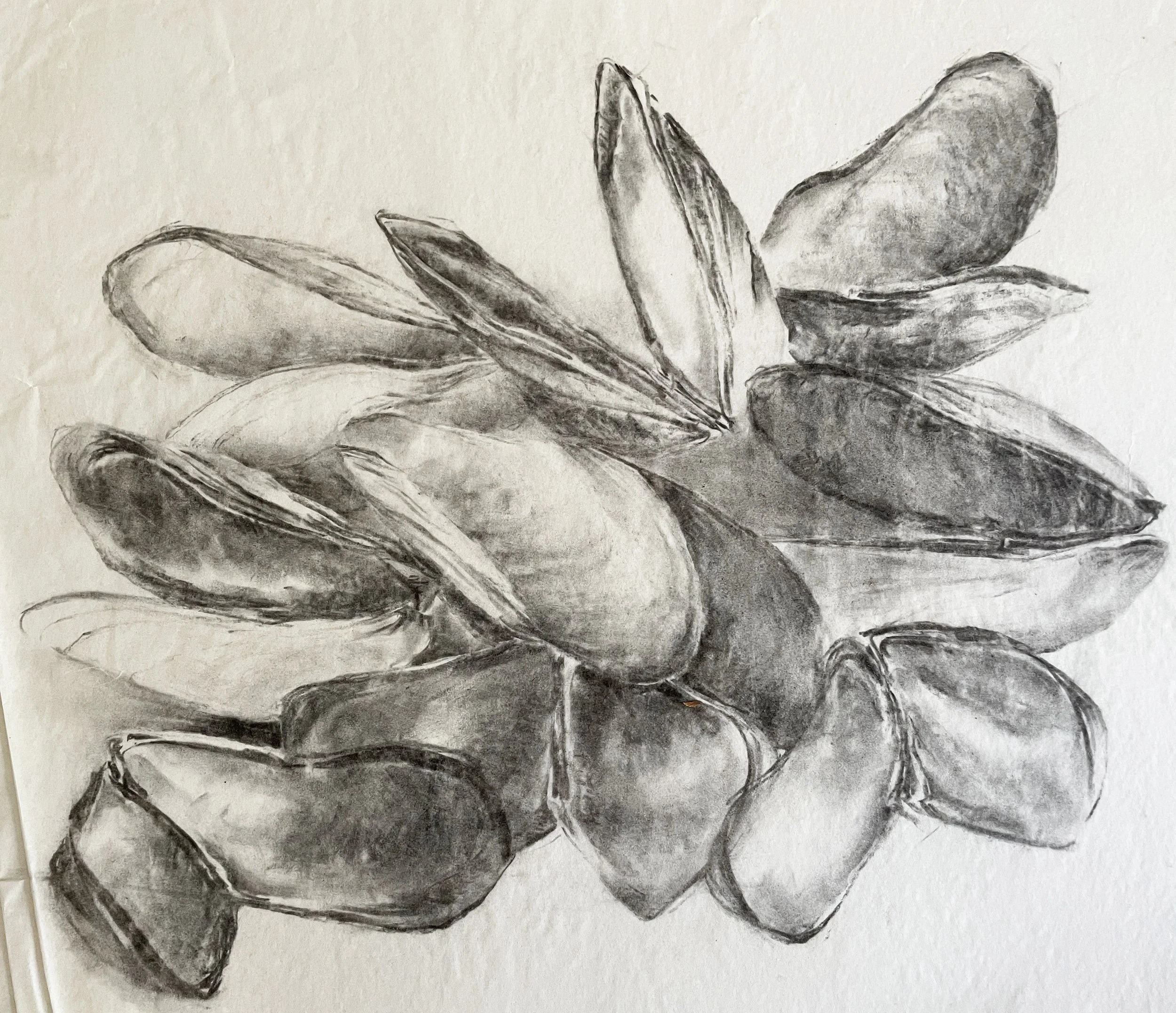  TOPIC  : Sea

 

 PAINTING  : Mussle Shells

 

 MEDIA  : Charcoal

 

 SIZE  : 16" X 20"

 

 PRICE  : $250
