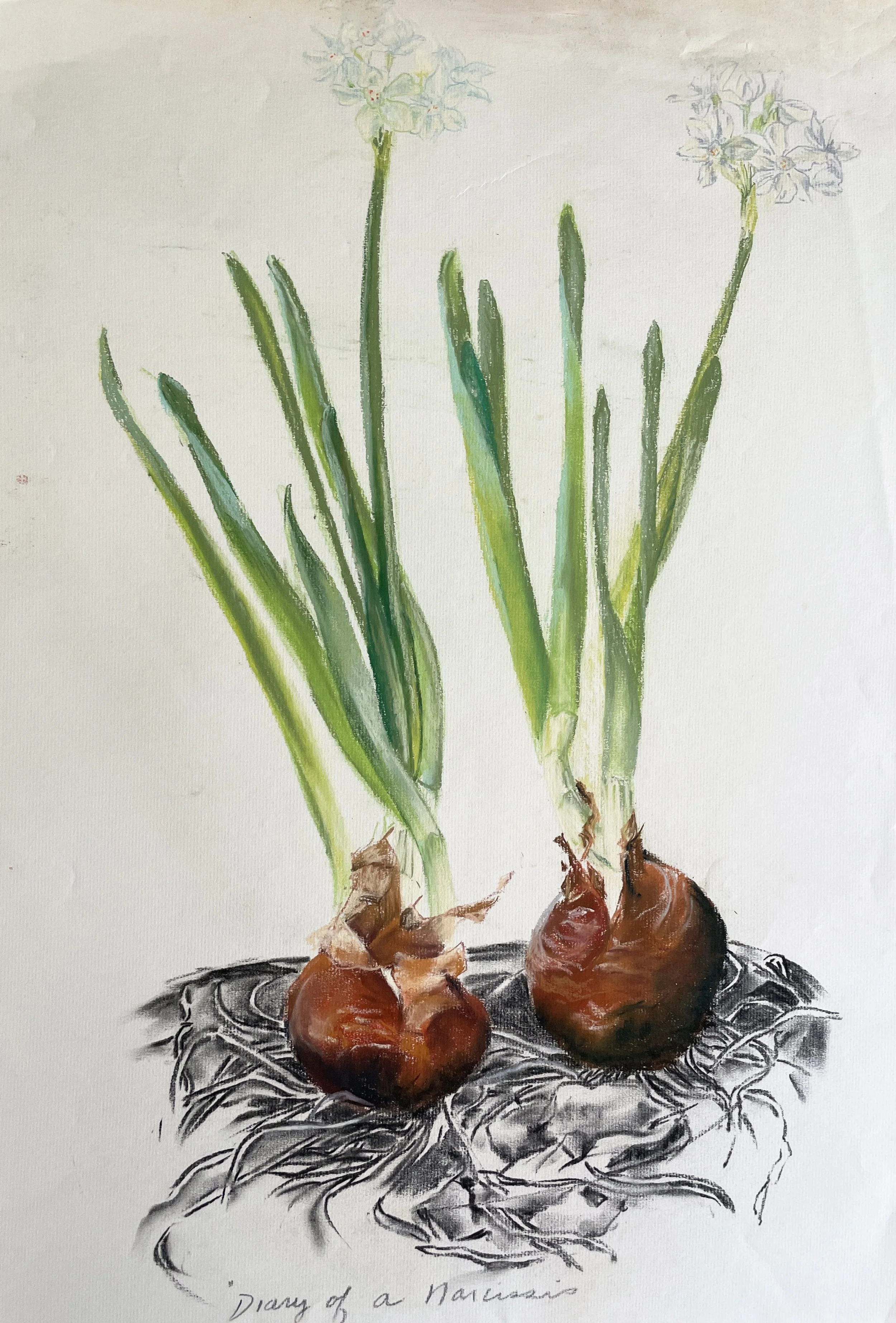  TOPIC  : Flower

 

 PAINTING  : Diary Of A Narcissus V

 

 MEDIA  : Pastel

 

 SIZE  : 24" X 16"

 

 PRICE  : $650
