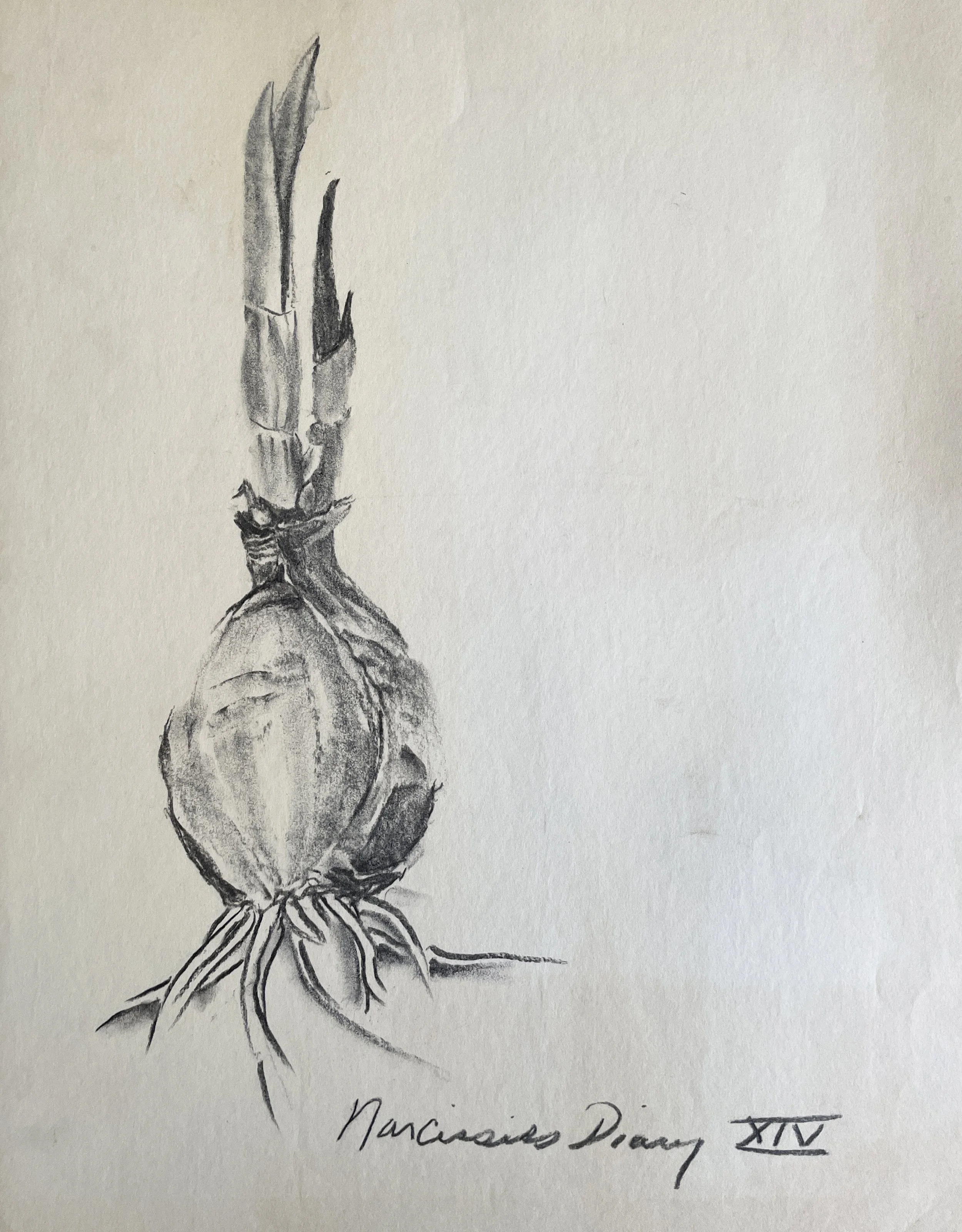  TOPIC  : Flower

 

 PAINTING  : Narcissus Diary XIV

 

 MEDIA  : Charcoal

 

 SIZE  : 18" X 24"

 

 PRICE  : $250
