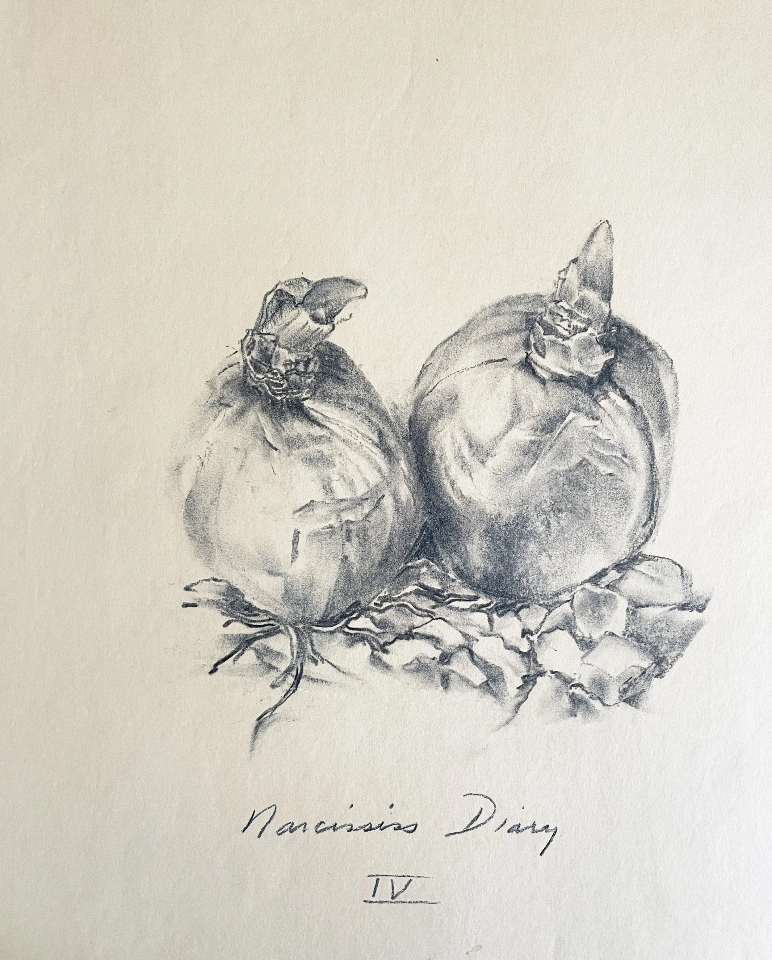  TOPIC  : Flower

 

 PAINTING  : Narcissus Diary IV

 

 MEDIA  : Charcoal

 

 SIZE  : 18" X 24"

 

 PRICE  : $250
