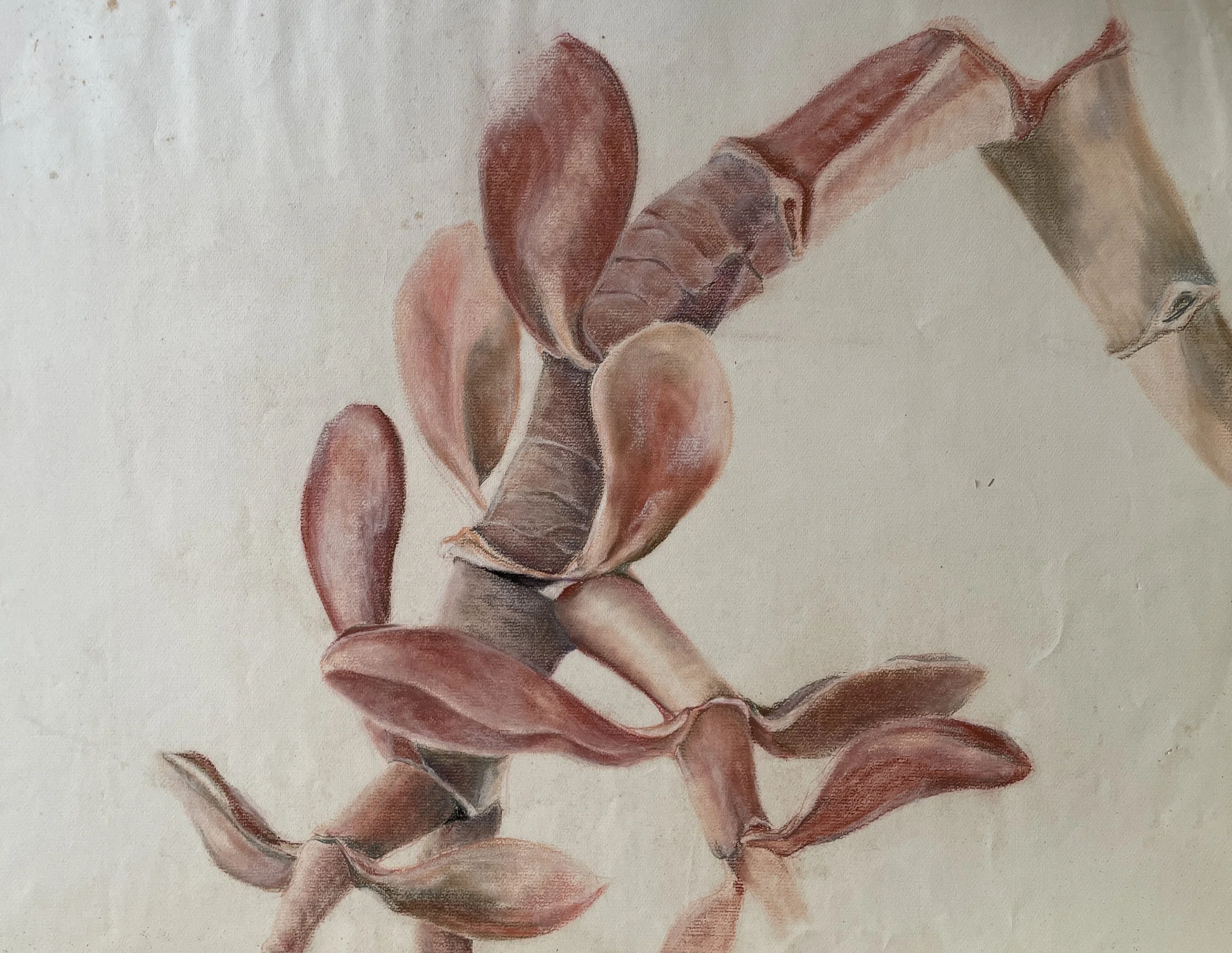 TOPIC  : Cactus

 

 PAINTING  : Cactus Study

 

 MEDIA  : Pastel

 

 SIZE  : 18" X 24"

 

 PRICE  : $350

