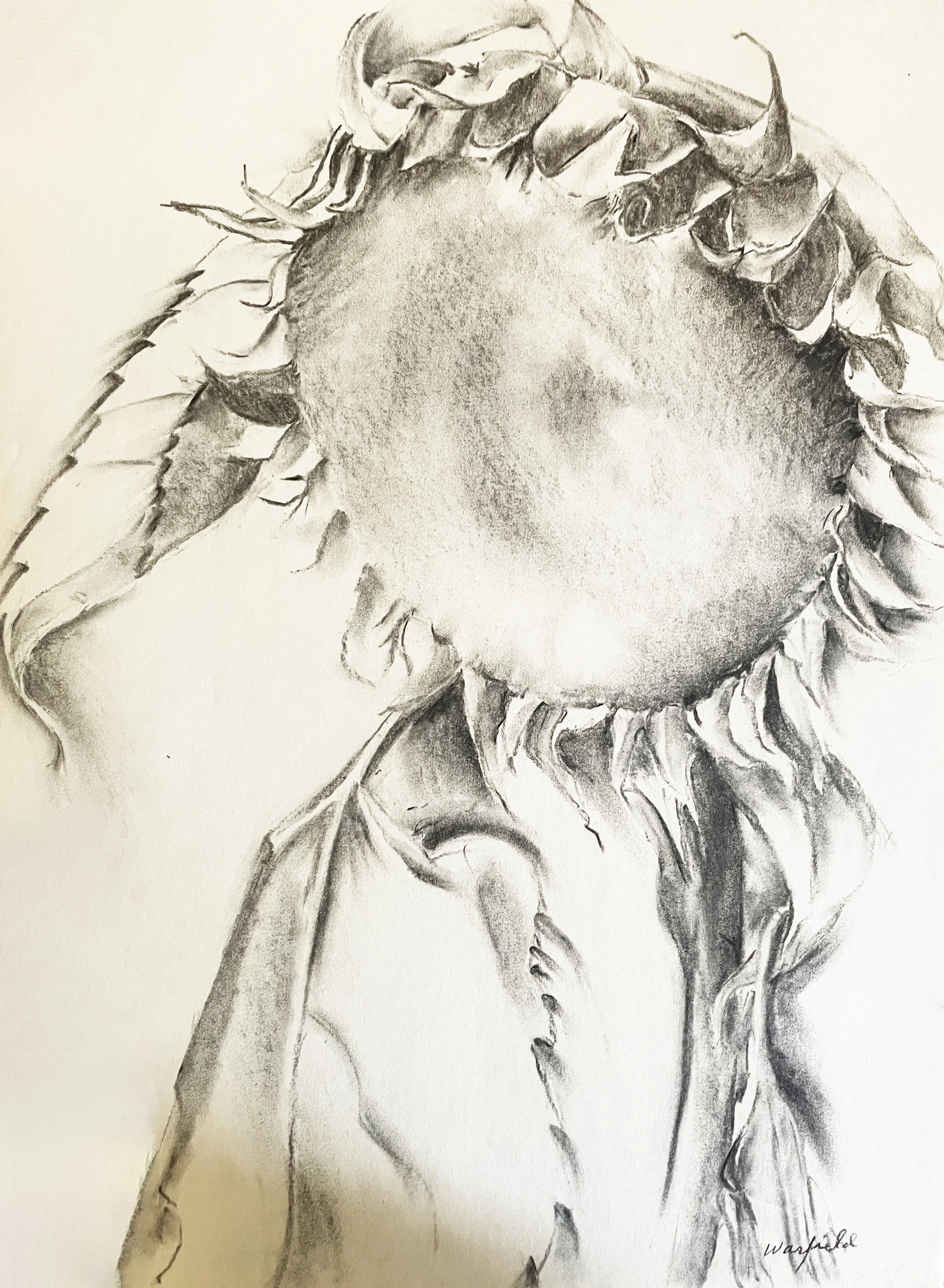  TOPIC  : Flower

 

 PAINTING  : Sunflower

 

 MEDIA  : Charcoal

 

 SIZE  : 18" X 24"

 

 PRICE  : $250
