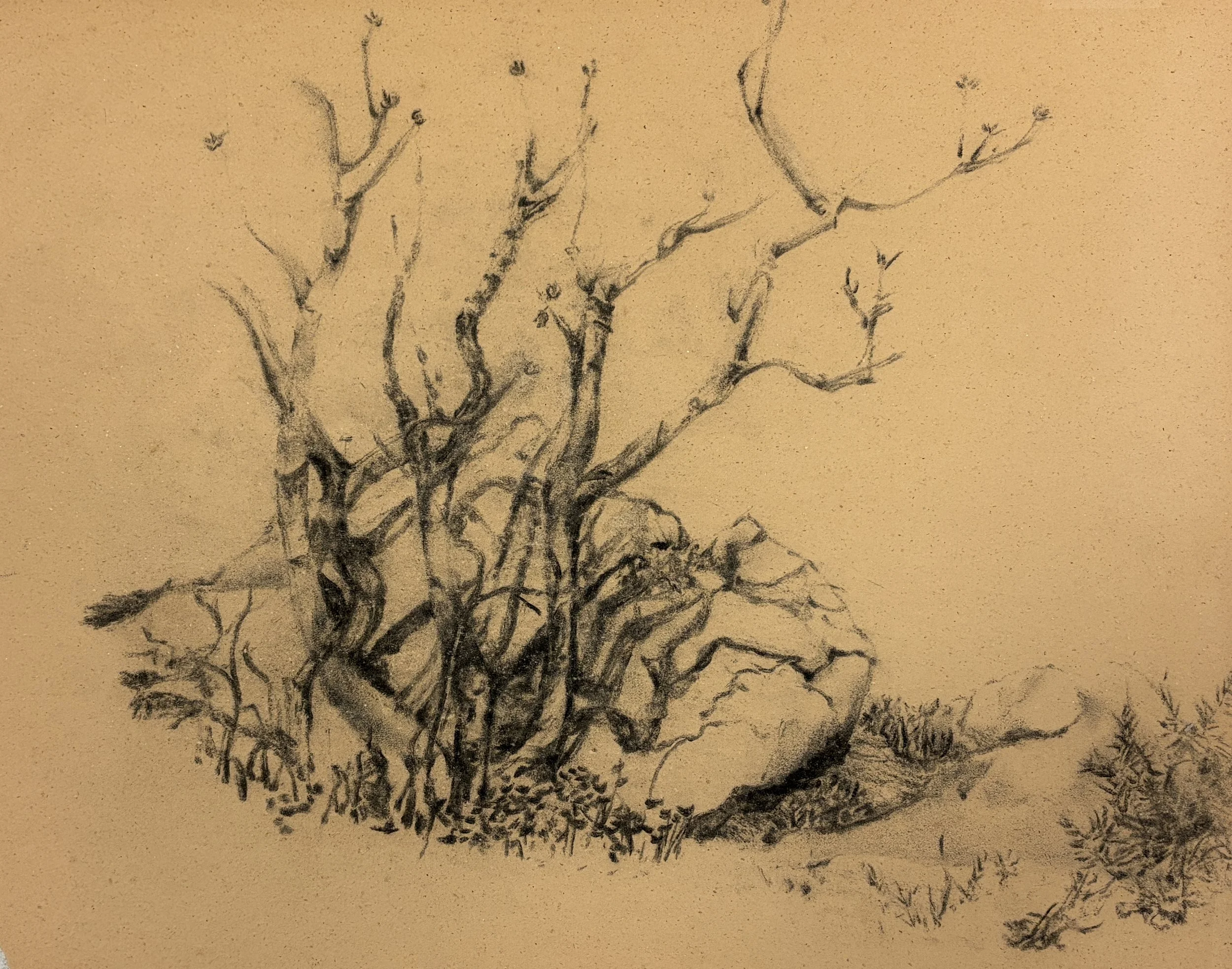  TOPIC  : Flower

 

 PAINTING  : Nature Study

 

 MEDIA  : Charcoal

 

 SIZE  : 18" X 24"

 

 PRICE  : $275
