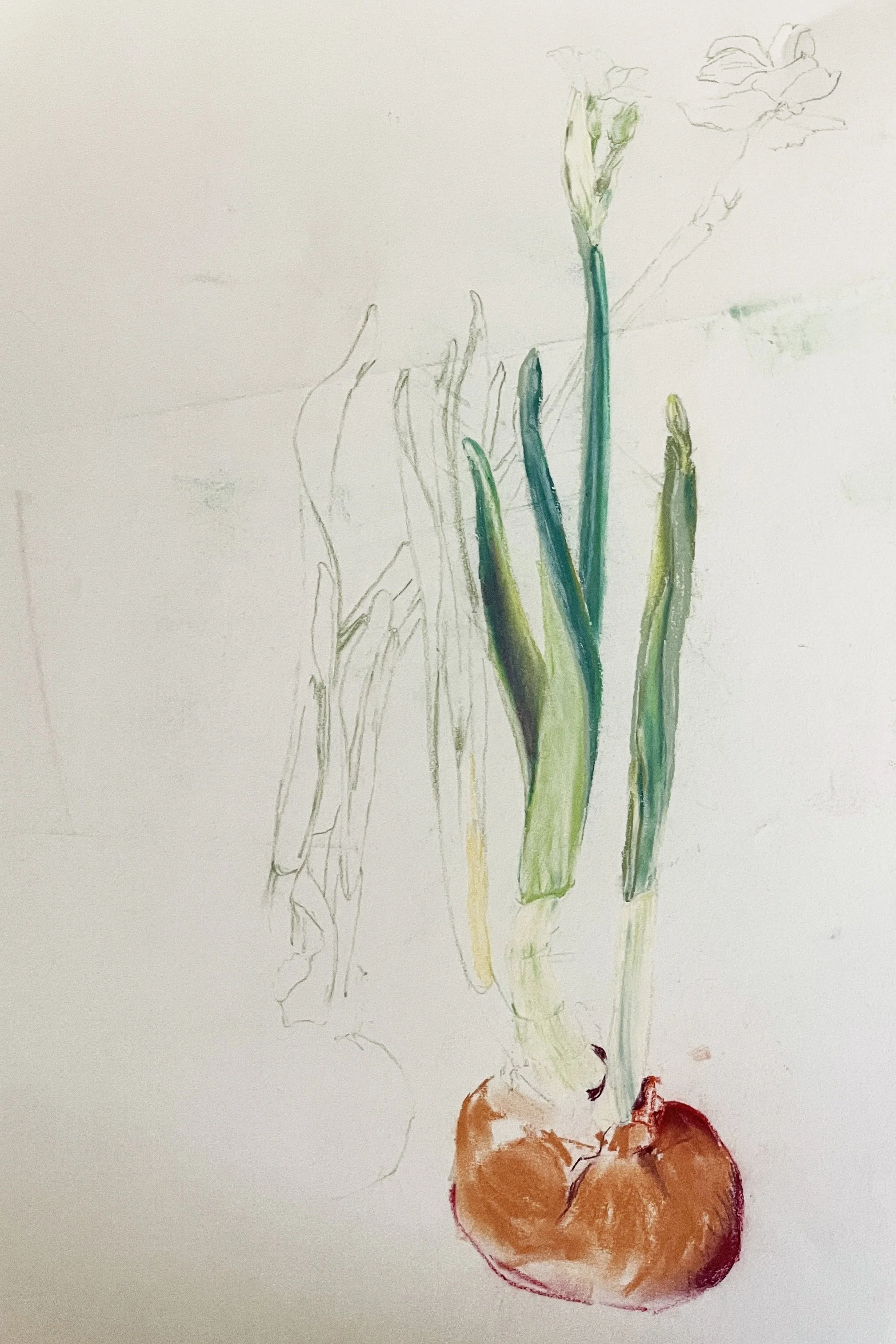  TOPIC  : Flower

 

 PAINTING  : Narcissus Study

 

 MEDIA  : Pastel

 

 SIZE  : 22" X 15"

 

 PRICE  : $350
