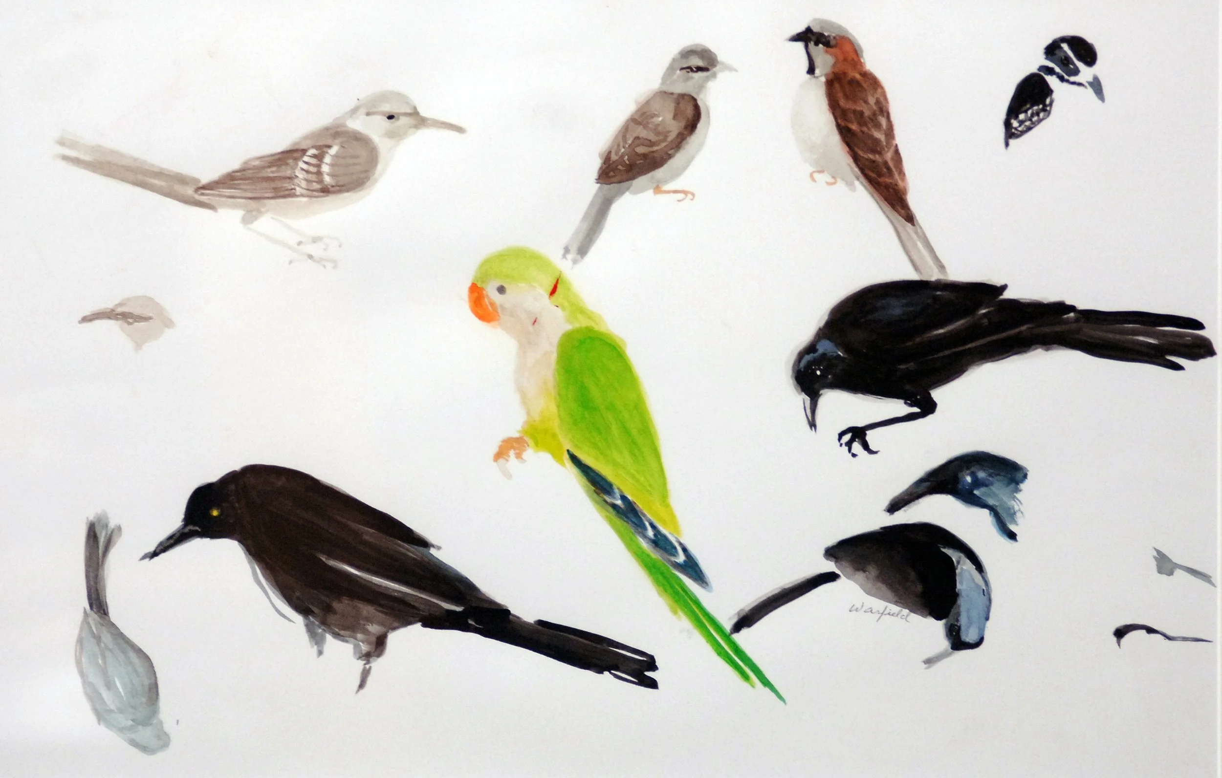  STUDY OF BIRDS 
INCLUDING A QUAKER 
PARROT AND TWO 
BLACKBIRDS
  

 

 MEDIA  : WATERCOLOR

 

 SIZE  : 13" X 19"
 

 PRICE  : $ 350 