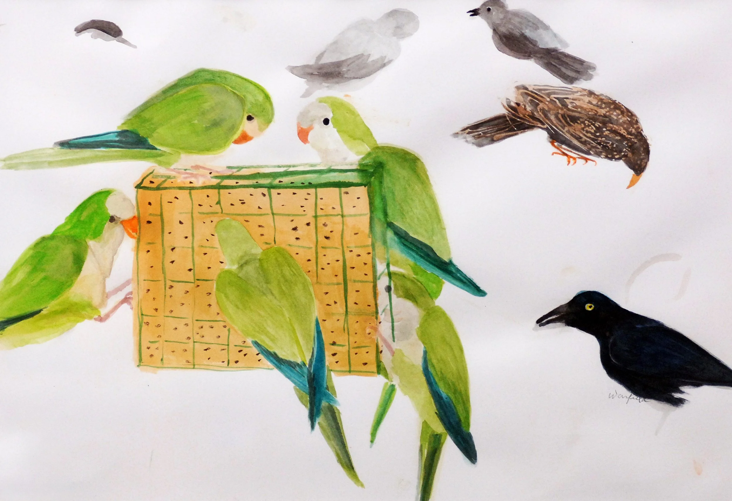  STUDY OF QUAKER 
PARROTS EATING 
SUET WITH A 
GRACKLE AND 
STARLING
  

 

 MEDIA  : WATERCOLOR

 

 SIZE  :  13" X 19"
 

 PRICE  : $ 550 