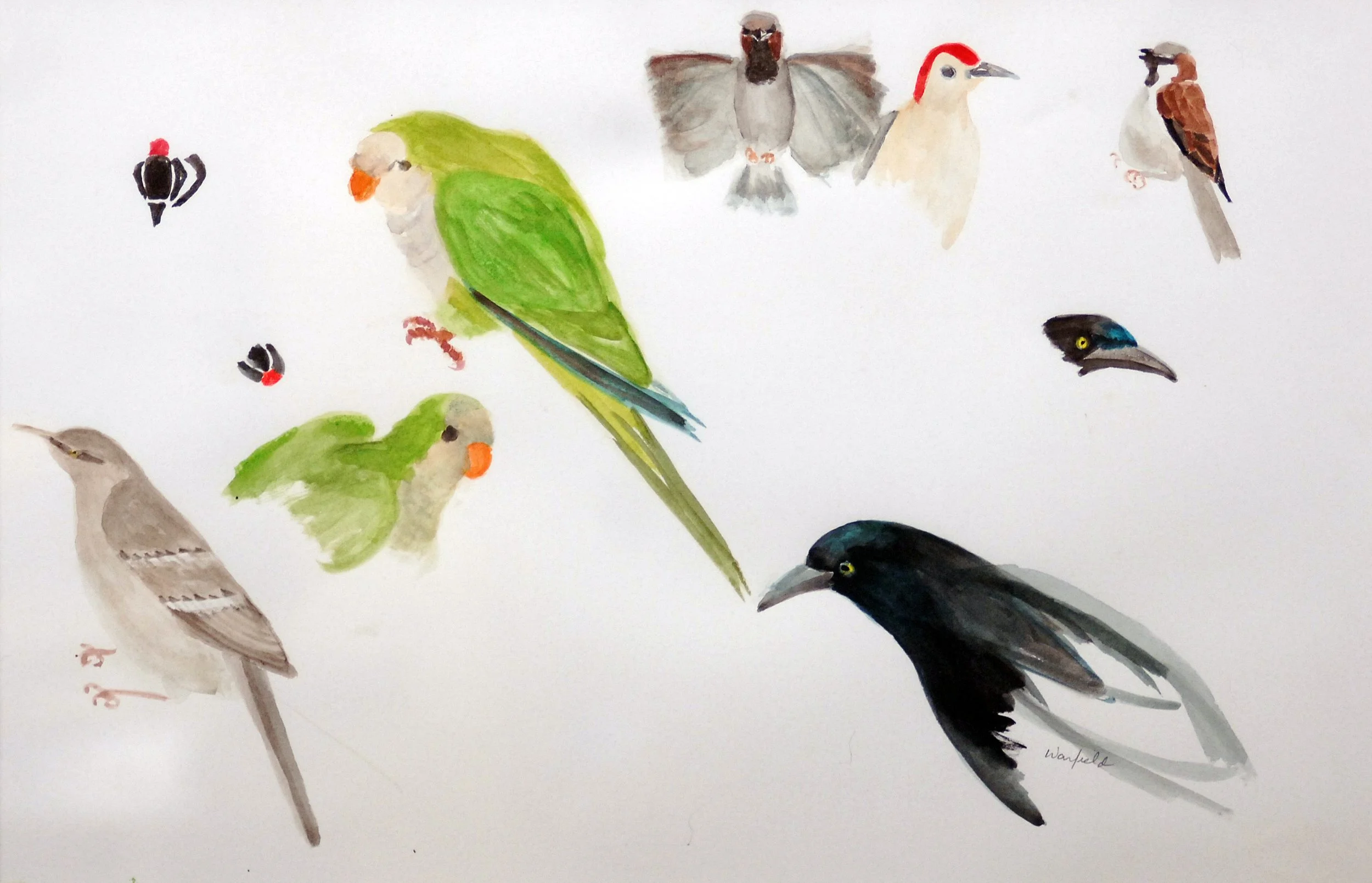  STUDY OF A QUAKER 
PARROT, TWO 
SPARROWS AND A 
CATBIRD 

 

 MEDIA  : WATERCOLOR

 

 SIZE  :  15" X 22"

 

 PRICE  : PRIVATE COLLECTION  