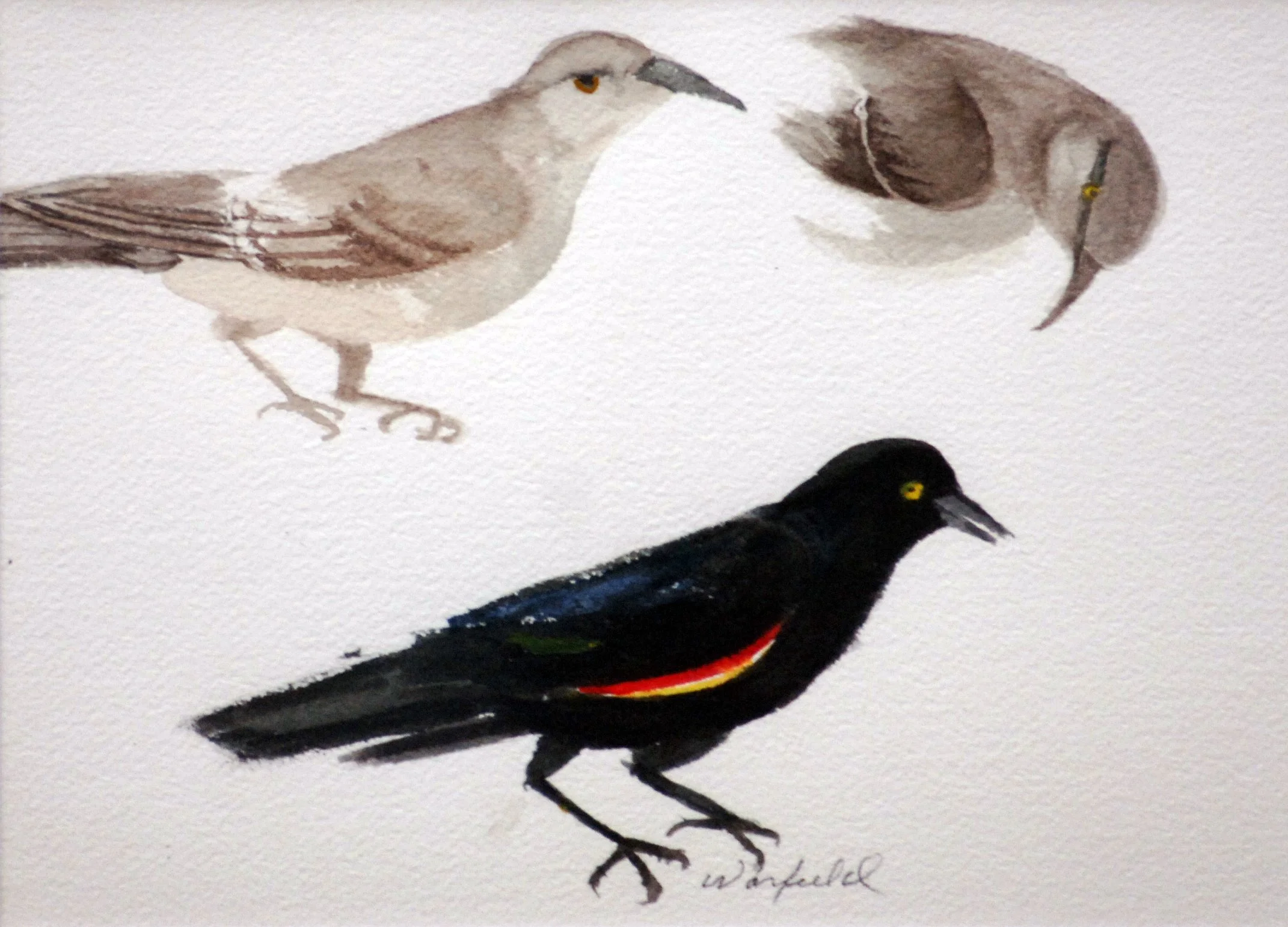  STUDY OF A REDWINGED BLACKBIRD, 
TWO CATBIRDS
  

 

 MEDIA  : WATERCOLOR

 

 SIZE  : 7" X 9"
 

 PRICE  : $ 150 