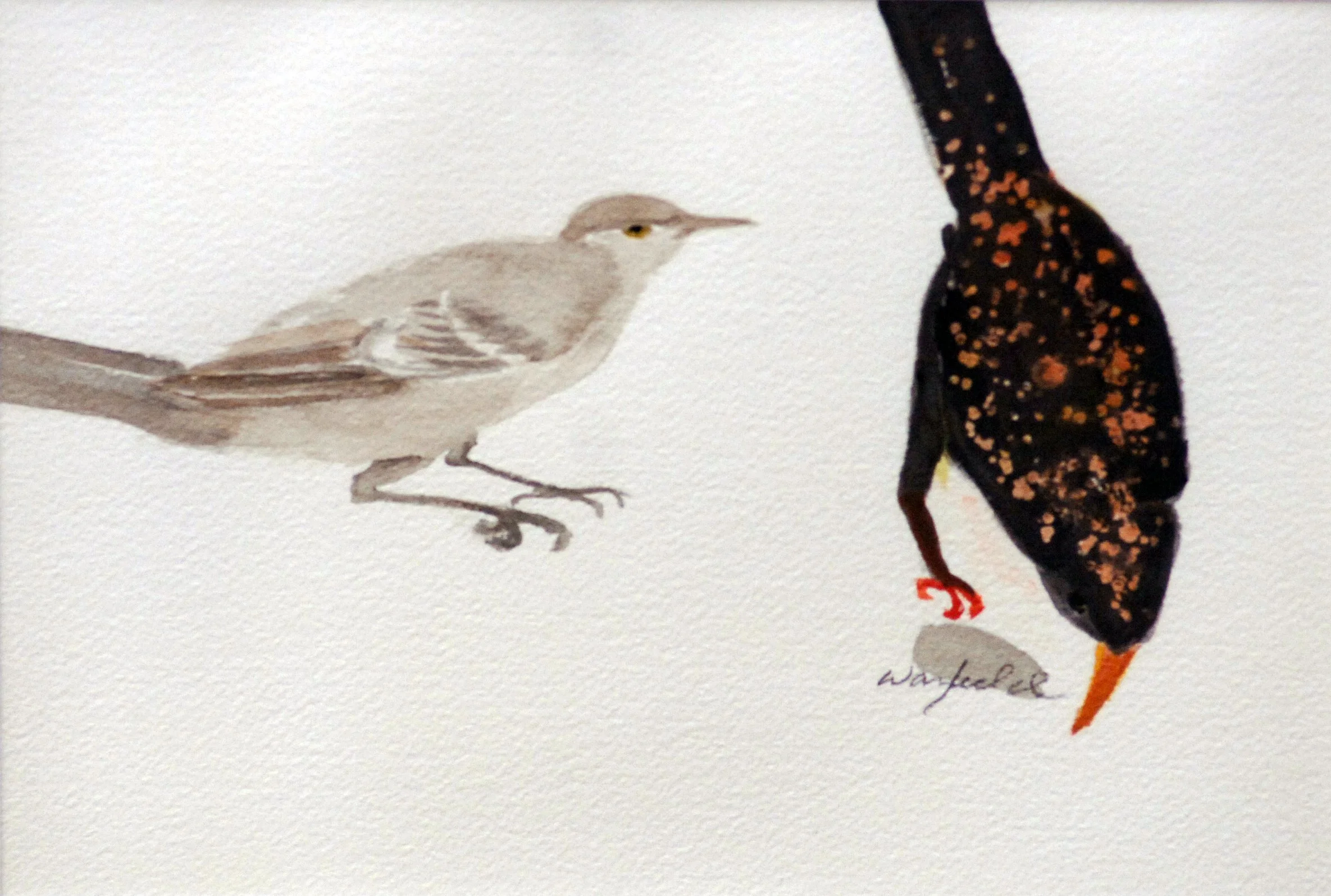  STUDY OF A GRACKLE AND STARLING 

 

 MEDIA  : WATERCOLOR

 

 SIZE  : 7" X 9"

 

 PRICE  : PRIVATE COLLECTION  