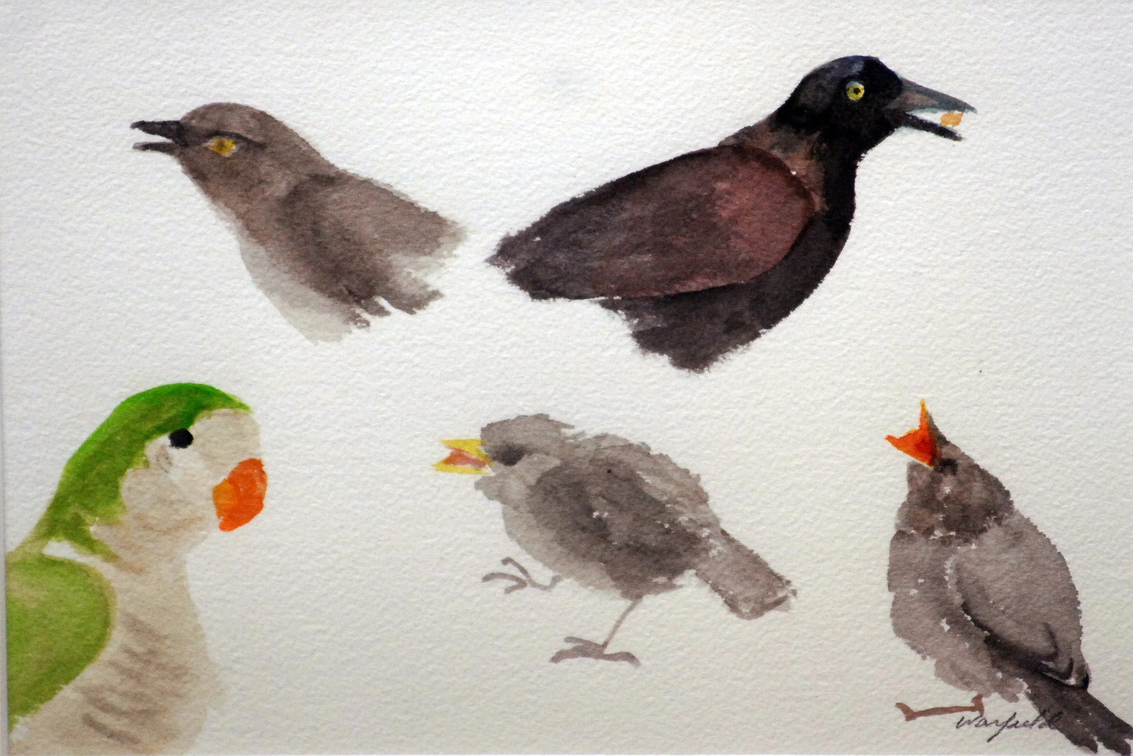  STUDY OF THREE 
BABY BIRDS, A 
QUAKER PARROT, 
AND A SPARROW
  

 

 MEDIA  : WATERCOLOR

 

 SIZE  :  7" X 9" 1/2"
 

 PRICE  : $ 150 