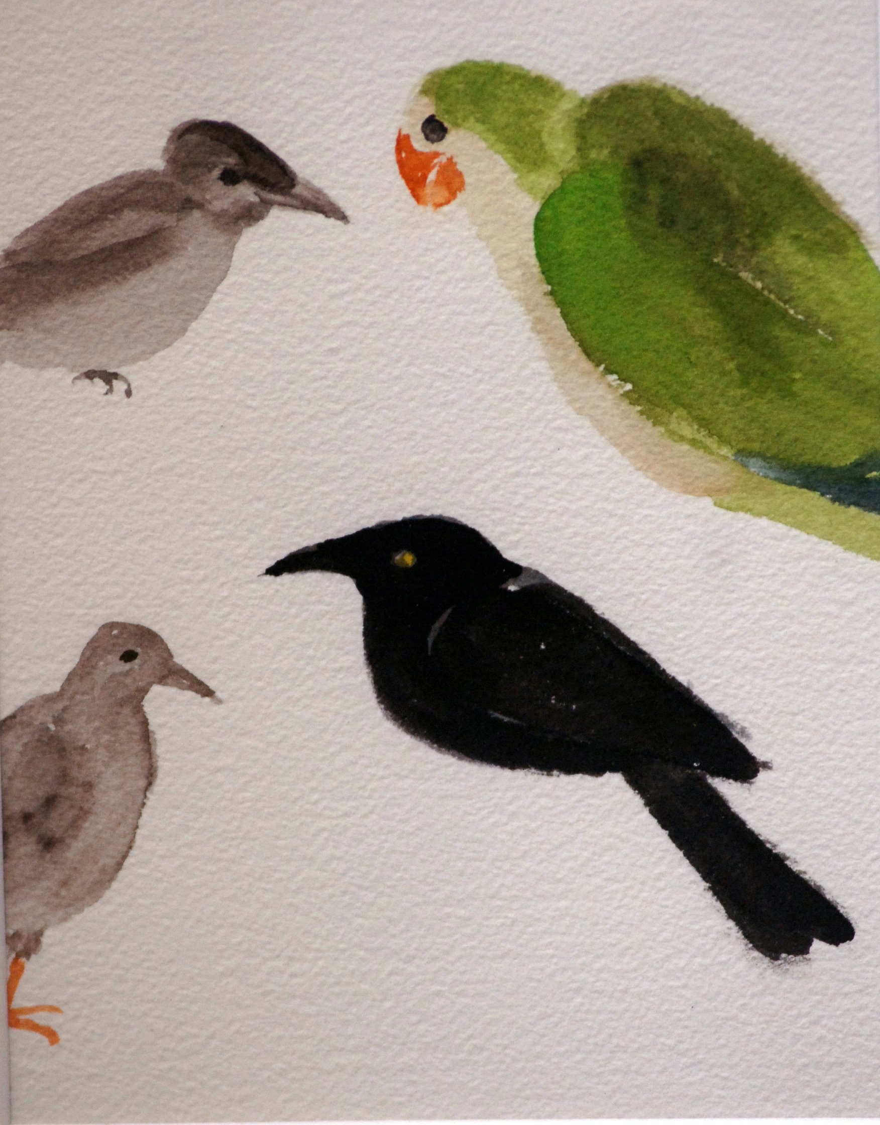  STUDY OF A QUAKER 
PARROT, GRACKLE, 
MORNING DOVE, AND 
SPARROW  

 

 MEDIA  : WATERCOLOR

 

 SIZE  : 6" X 5”
 

 PRICE  : $ 150 