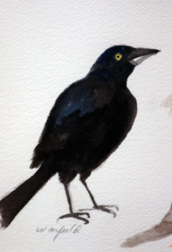  STUDY OF A BLACKBIRD   

 

 MEDIA  : WATERCOLOR

 

 SIZE  : 6" X 4"

 

 PRICE  : $ 150 