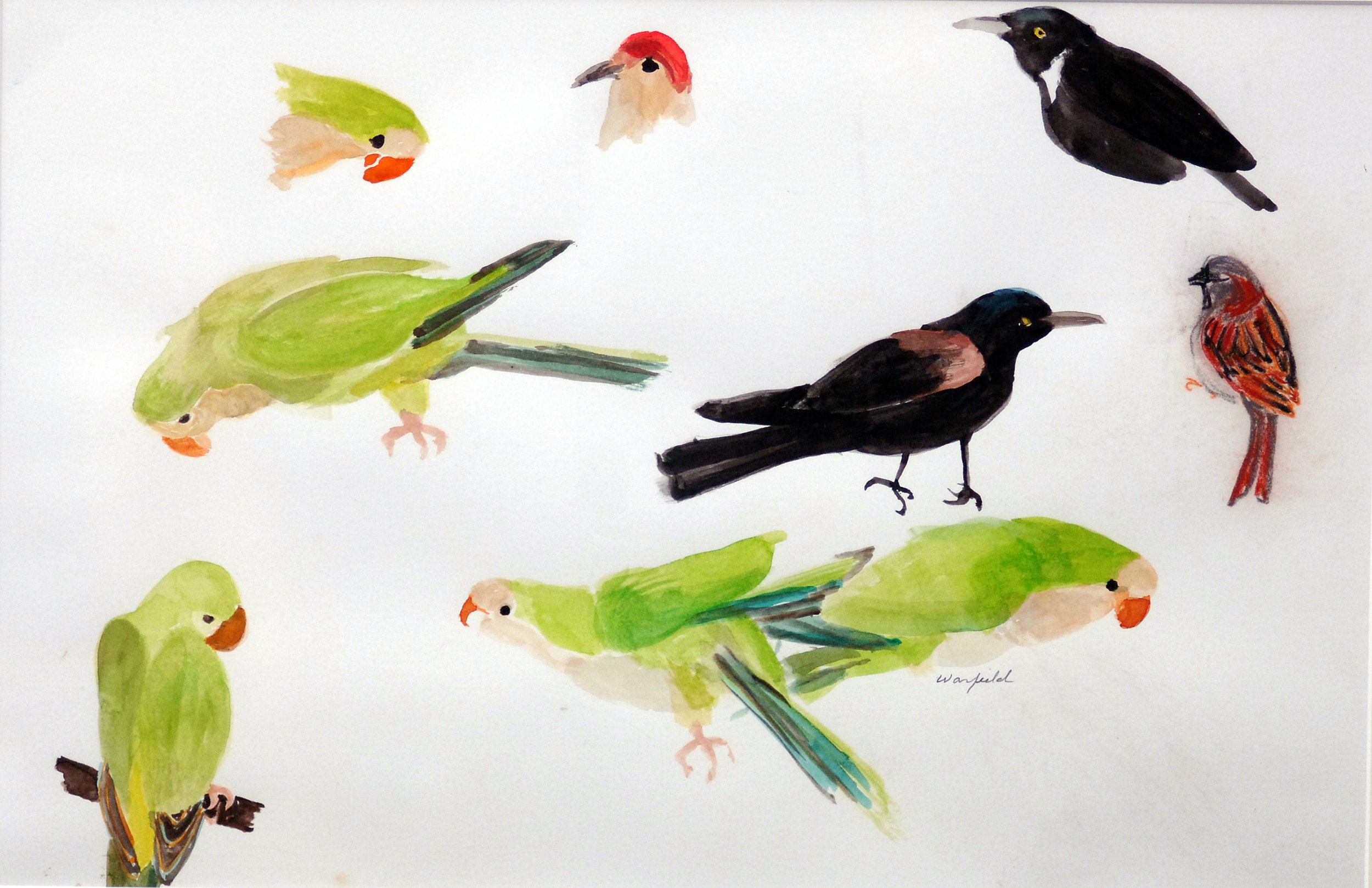  STUDY OF FOUR 
QUAKER PARROTS 
AND OTHER BIRDS
  

 

 MEDIA  : WATERCOLOR

 

 SIZE  :  12" X 19"
 

 PRICE  : $ 350 