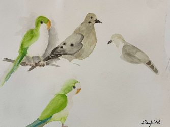 STUDY OF MORNING 
DOVES AND MONK PARROT
  

 

 MEDIA  : WATERCOLOR

 

 SIZE  :  9" X 12"
 

 PRICE  : $ 175 