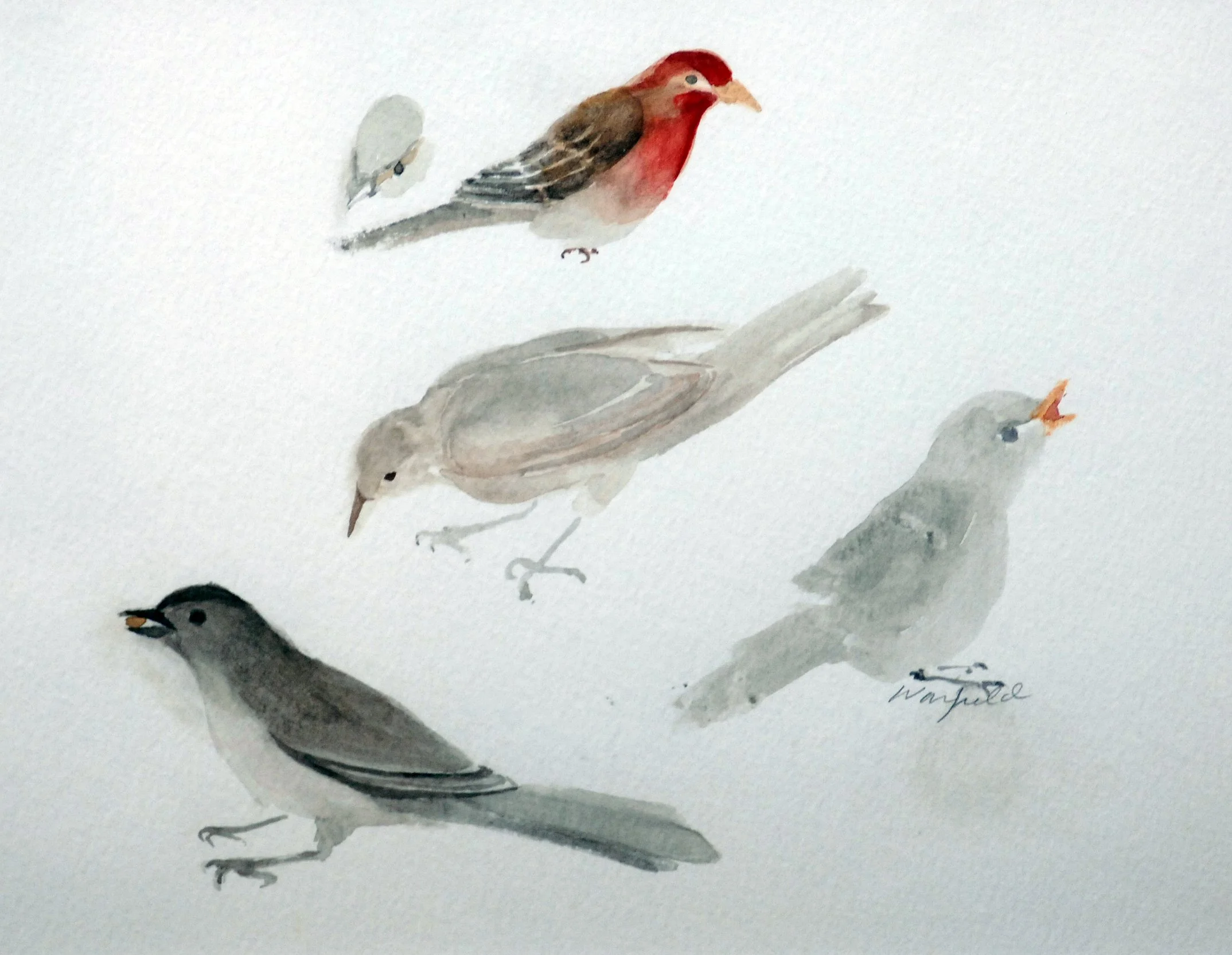  STUDY OF TWO 
SPARROWS, AND TWO 
GRACKLES
  

 

 MEDIA  : WATERCOLOR

 

 SIZE  :  9" X 12"
 

 PRICE  : $ 150 