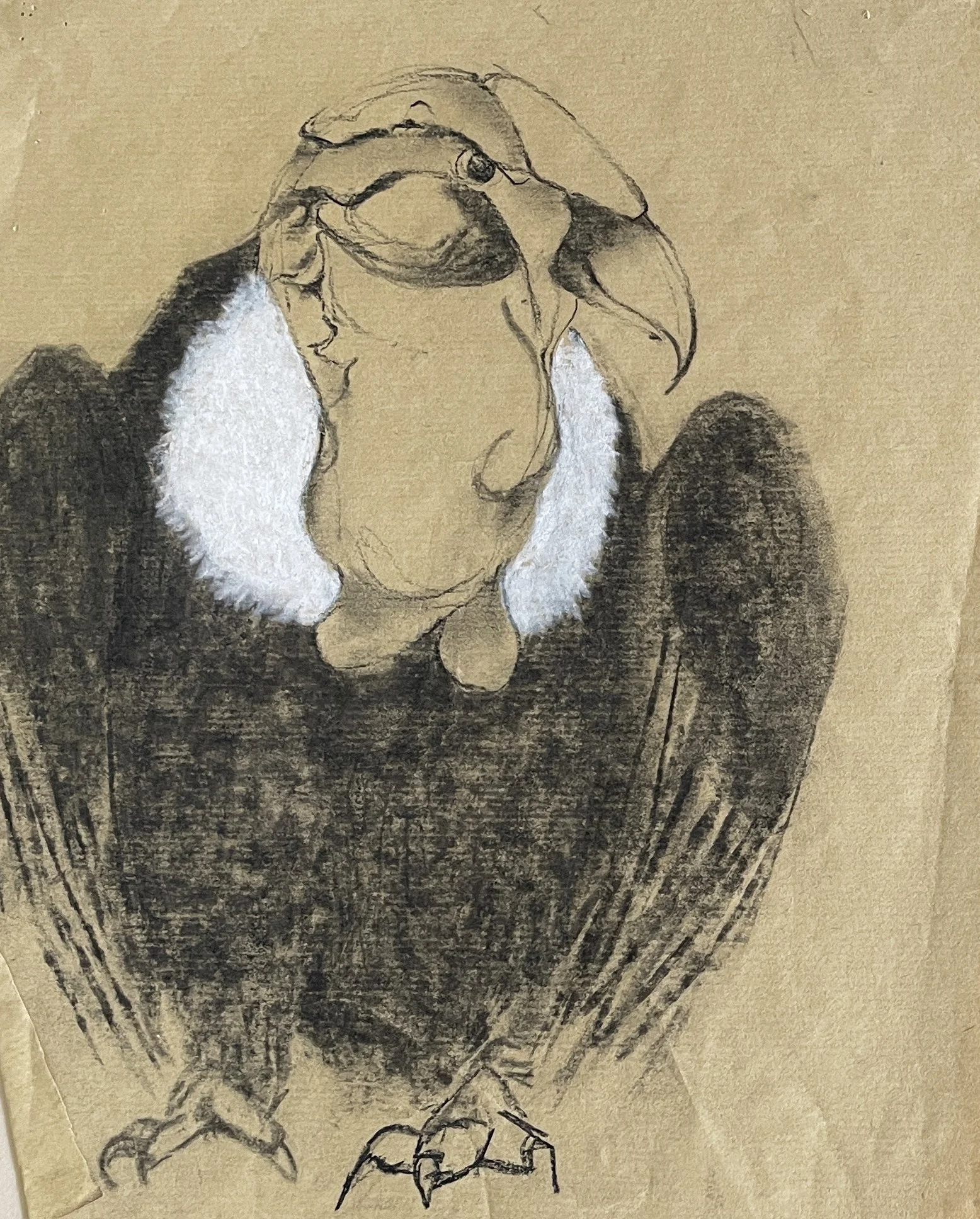  VULTURE STUDY #2

  

 

 MEDIA  : CHARCOAL

 

 SIZE  :  11" X 14"
 

 PRICE  : $ 500 