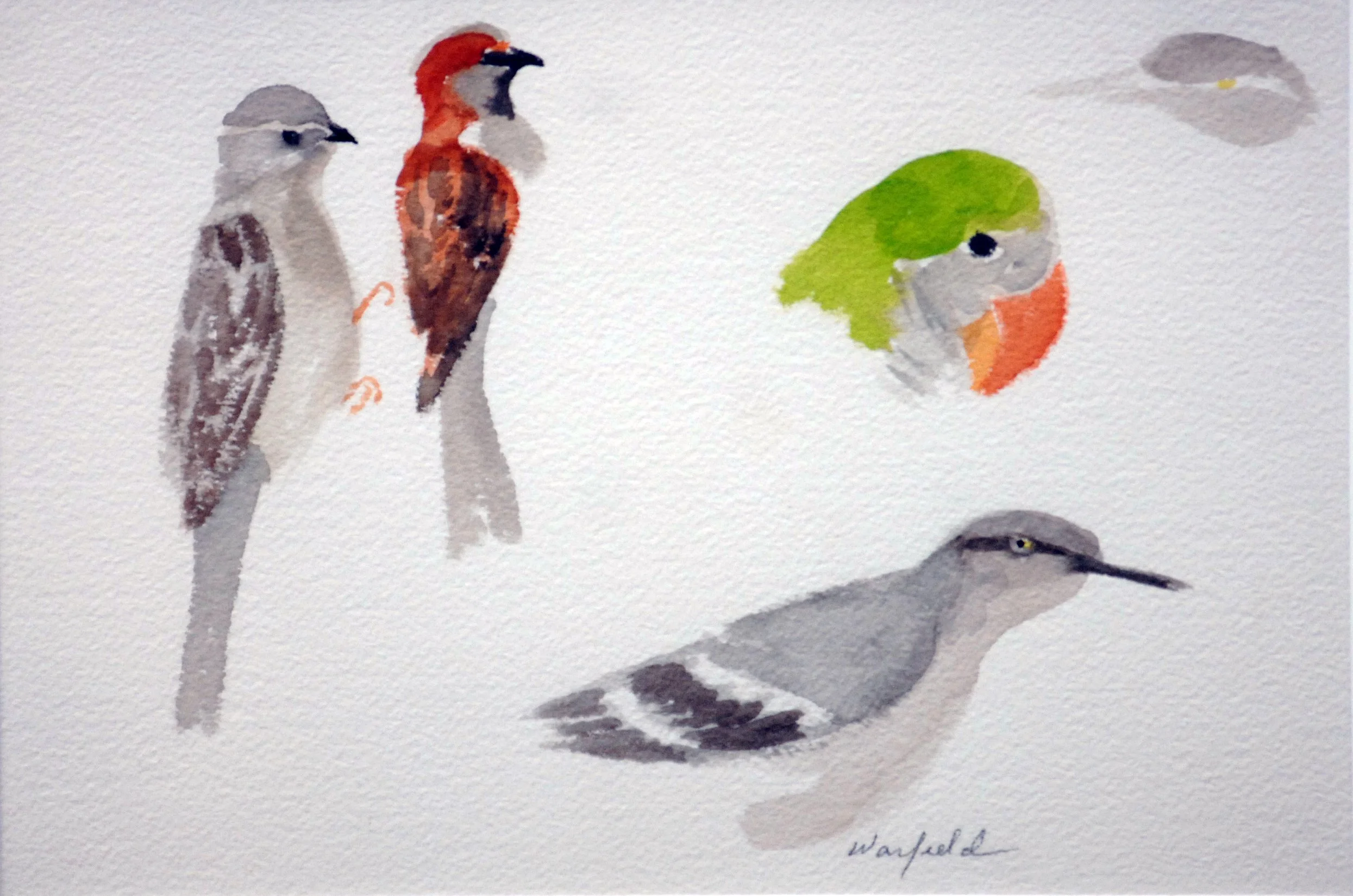 STUDY OF BABY 
BIRDS AND QUAKER 
PARROT HEAD
  

 

 MEDIA  : WATERCOLOR

 

 SIZE  : 7" X 10"
 

 PRICE  : $ 150 