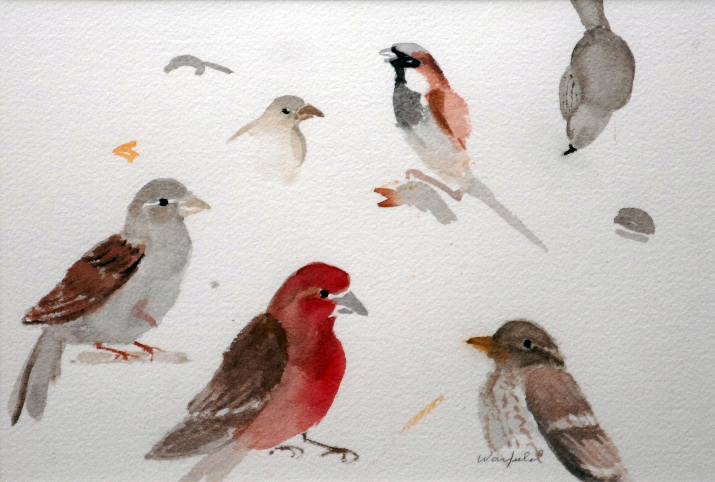  STUDY OF A PURPLE 
FINCH, AND HOUSE 
SPARROWS  

 

 MEDIA  : WATERCOLOR

 

 SIZE  : 7" X 9"

 

 PRICE  : $ 250 