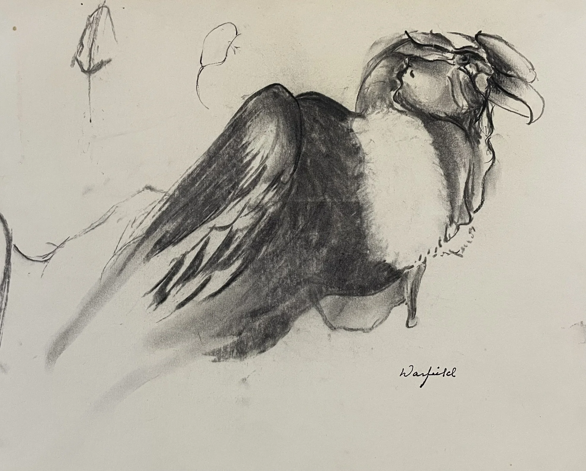  VULTURE STUDY #1

  

 

 MEDIA  : CHARCOAL/CHALK

 

 SIZE  :  14" X 11"
 

 PRICE  : $ 400 