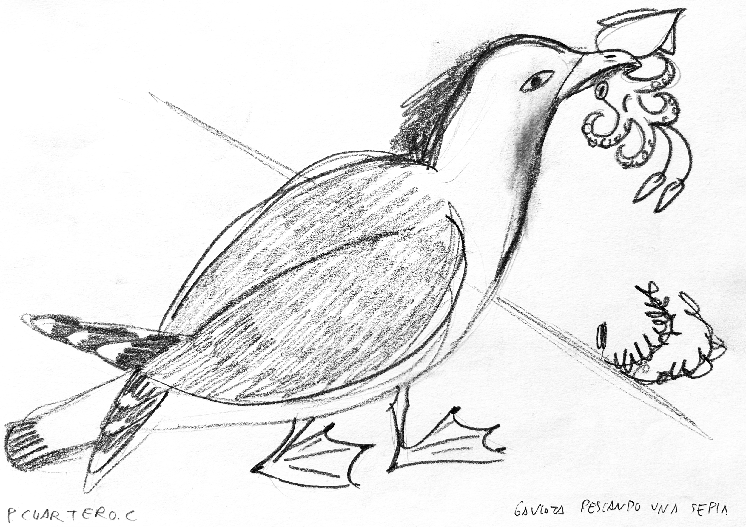 Gaviota pescando una sepia. Graphite on paper. 21x14,8cm. 2026