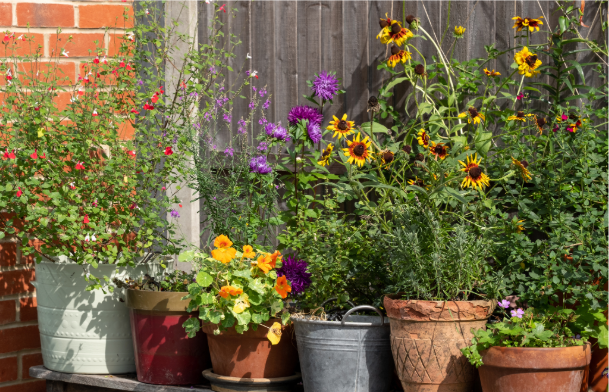 Plants in pots, gardens can be any size
