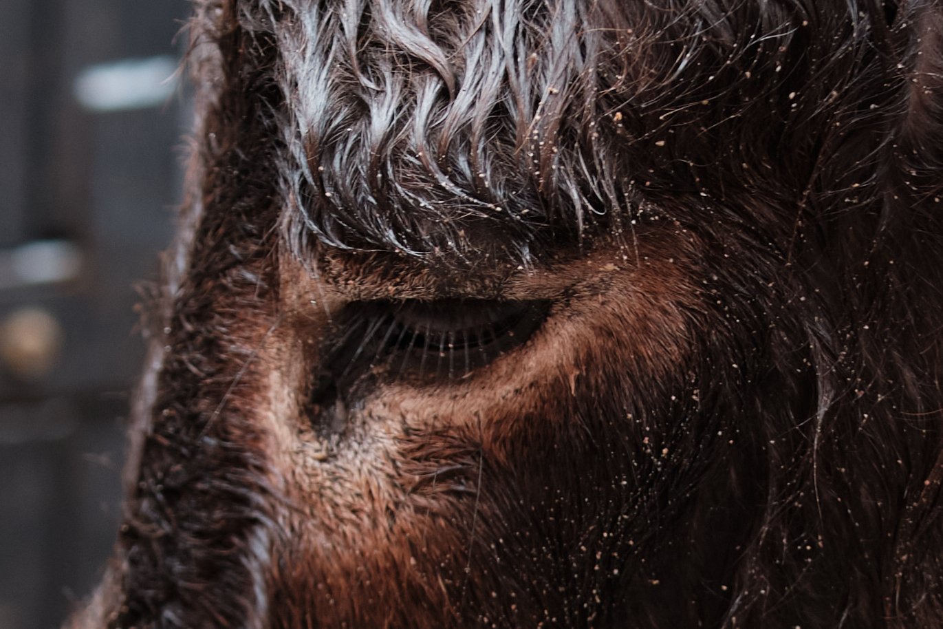close-up di un cavallo con crine umido e tracce di acqua sulla pelle, nervato e dall'espressione calma