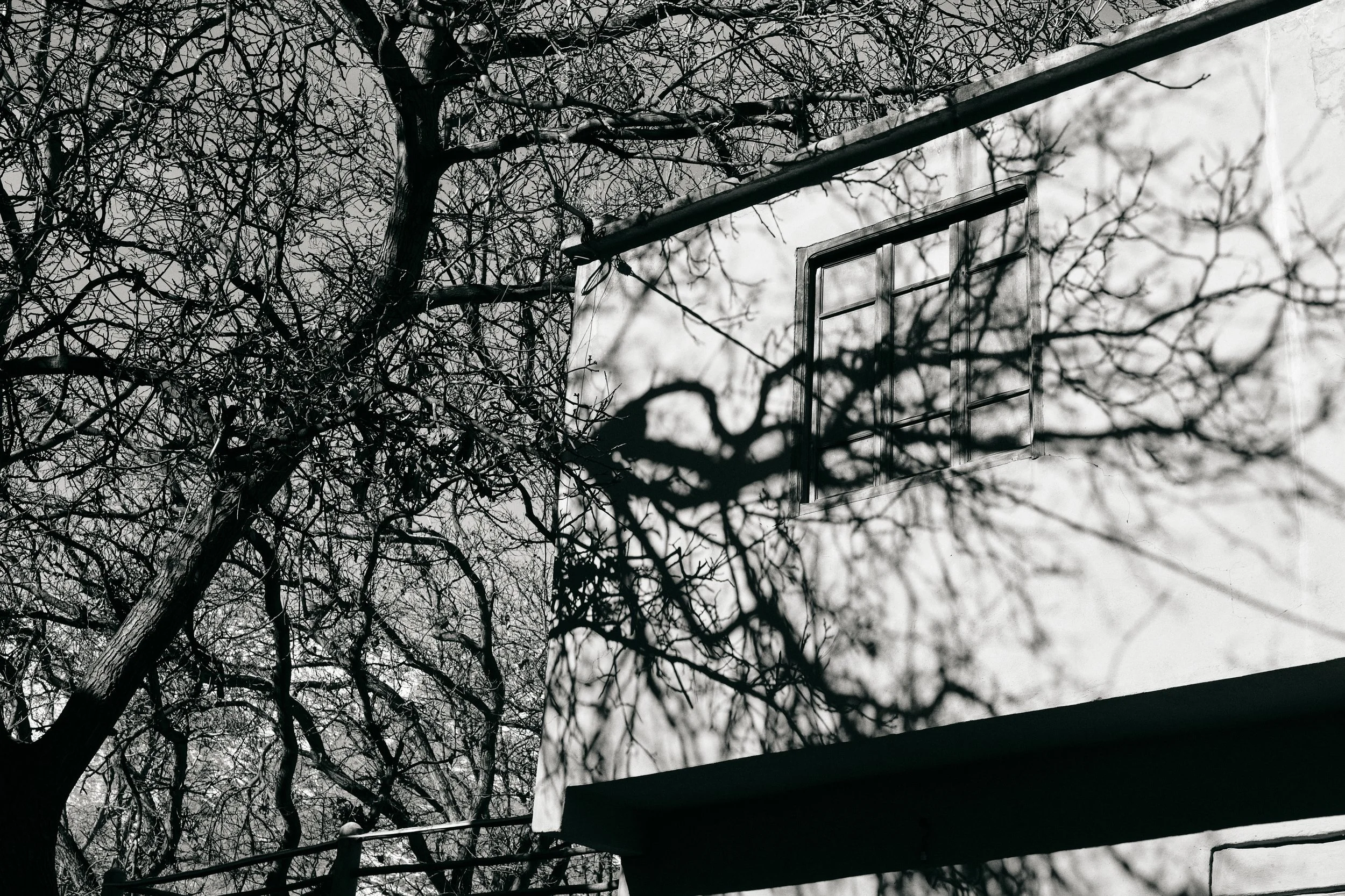 Albero senza foglie, con rami intrecciati, vicino a una finestra e a una ringhiera, in un'ambientazione esterna in bianco e nero.
