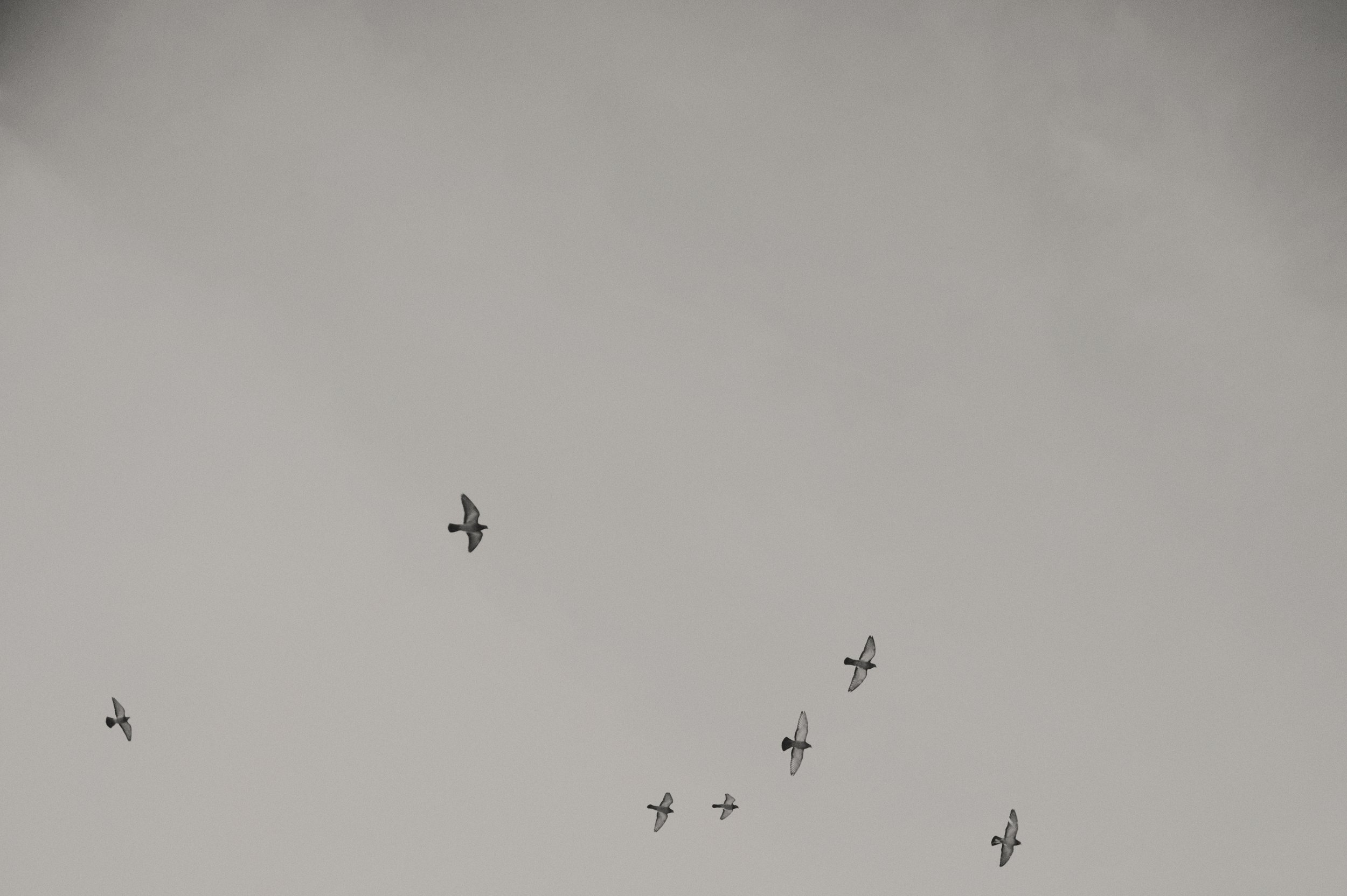 Several seagulls flying in a cloudy sky.
