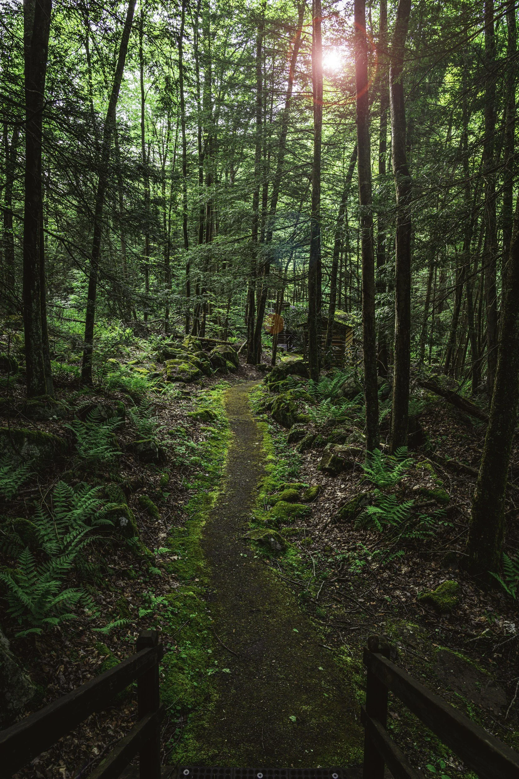 A narrow dirt trail winding through a lush green forest with tall trees. Sunlight filters through the dense canopy, creating bright spots and shadows on the forest floor. Small rocks and ferns line the trail, which is partially moss-covered.