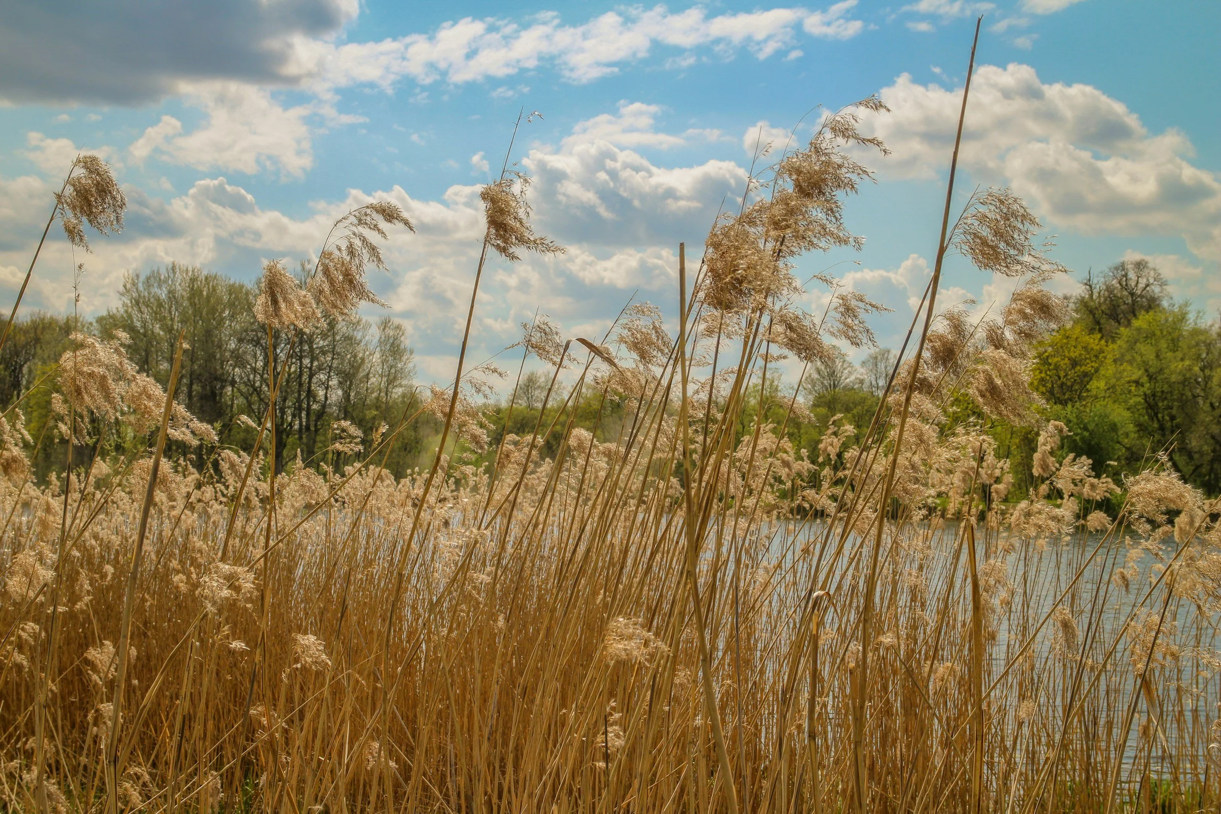 Tall beige reeds or grasses by a body of water with a treeline in the background, under a blue sky with scattered white clouds.