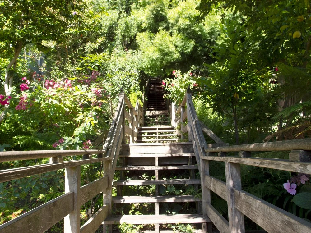 Wooden steps leading up into the distance, surrounded by lush greenery