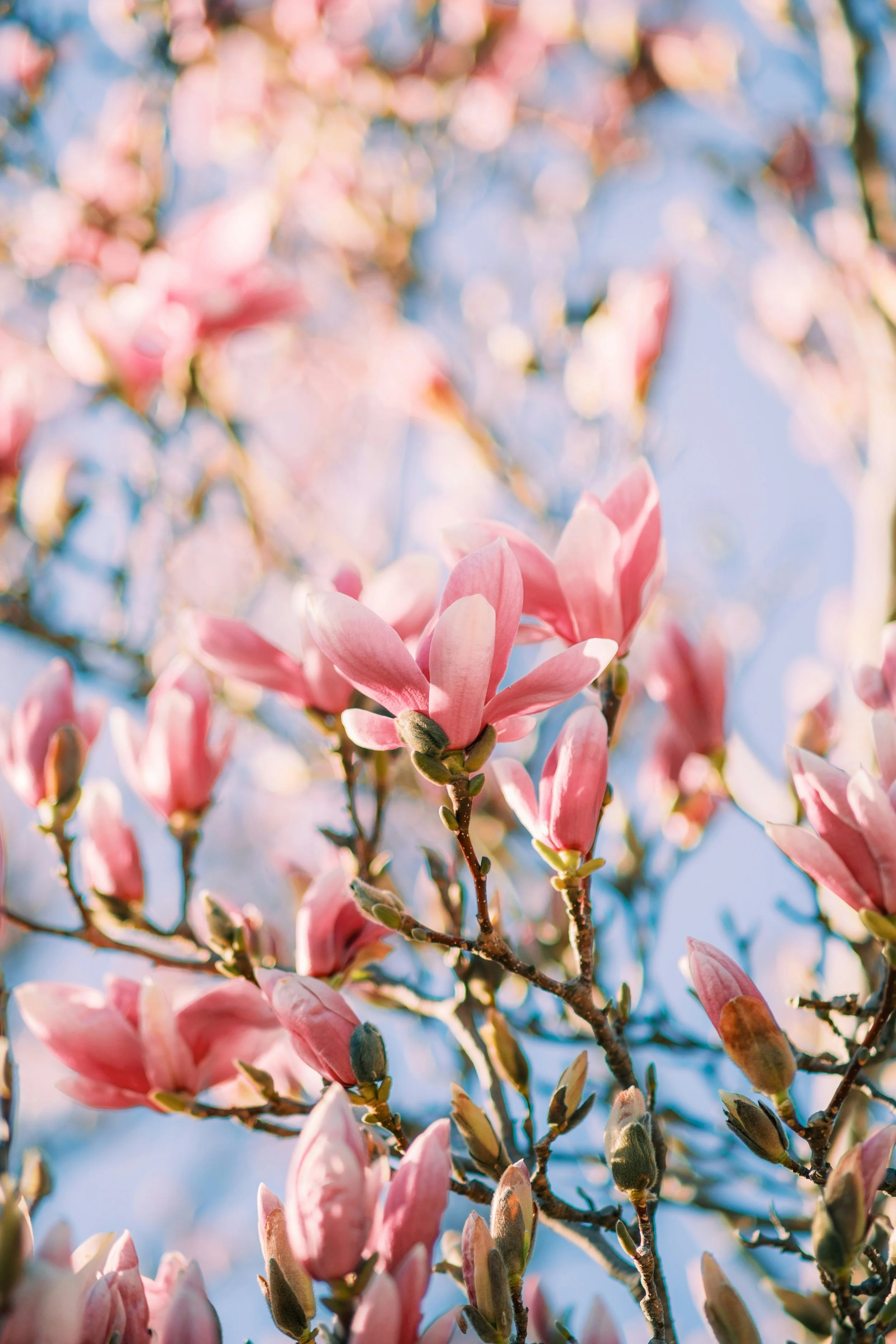 Close-up of pink magnolia flowers on tree branches with a bright blue sky background, showing calmness and serenity.