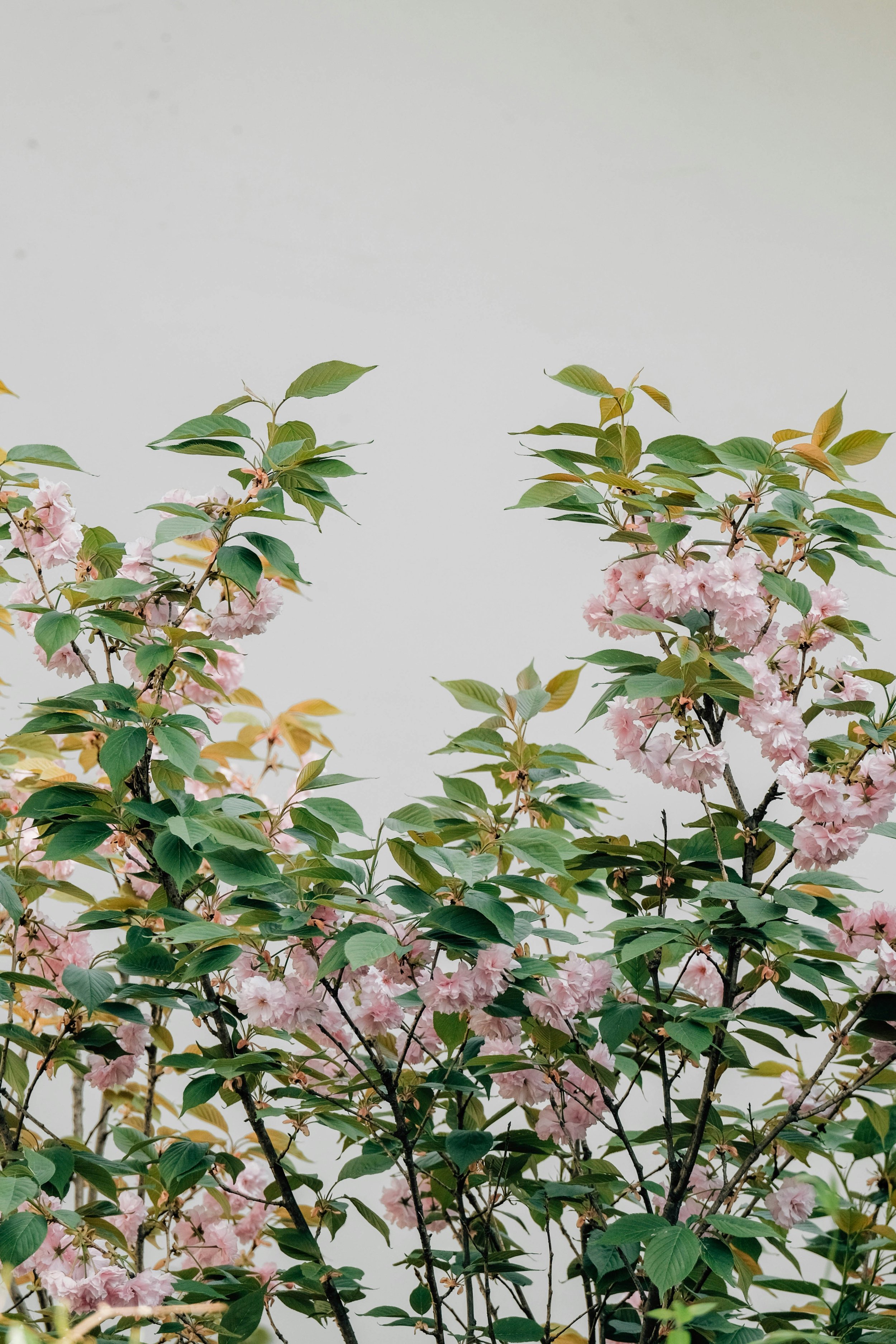 Pink cherry blossoms on green-leaved branches against a light, plain background.