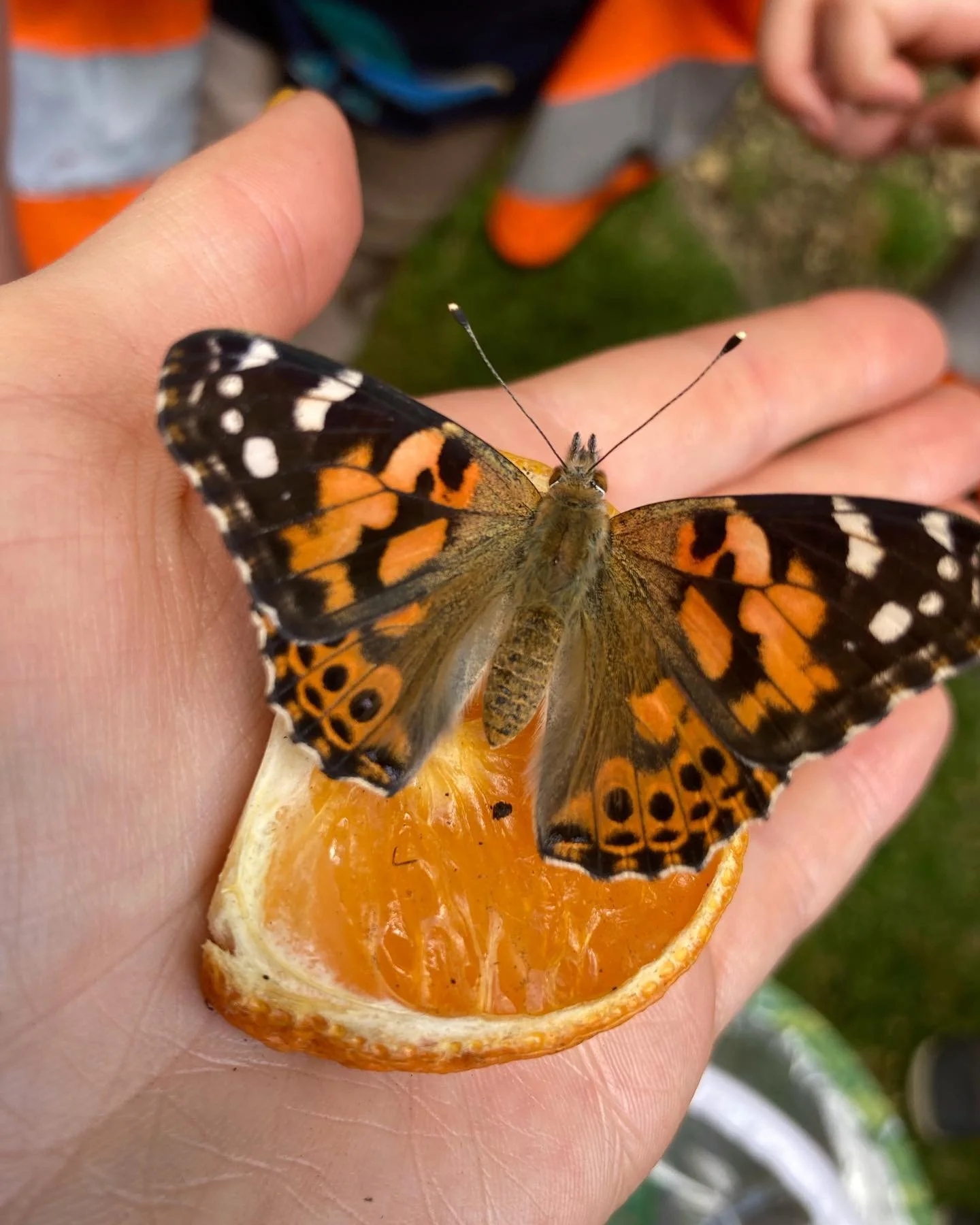 Metamorphosing magic&hellip;what a time to grow, transform and shed. This is the time to create and dream your desires into a reality. The Ways of the Wild takes place 4th September where we can embrace and educate ourselves in nature 🌿
@rewild.with