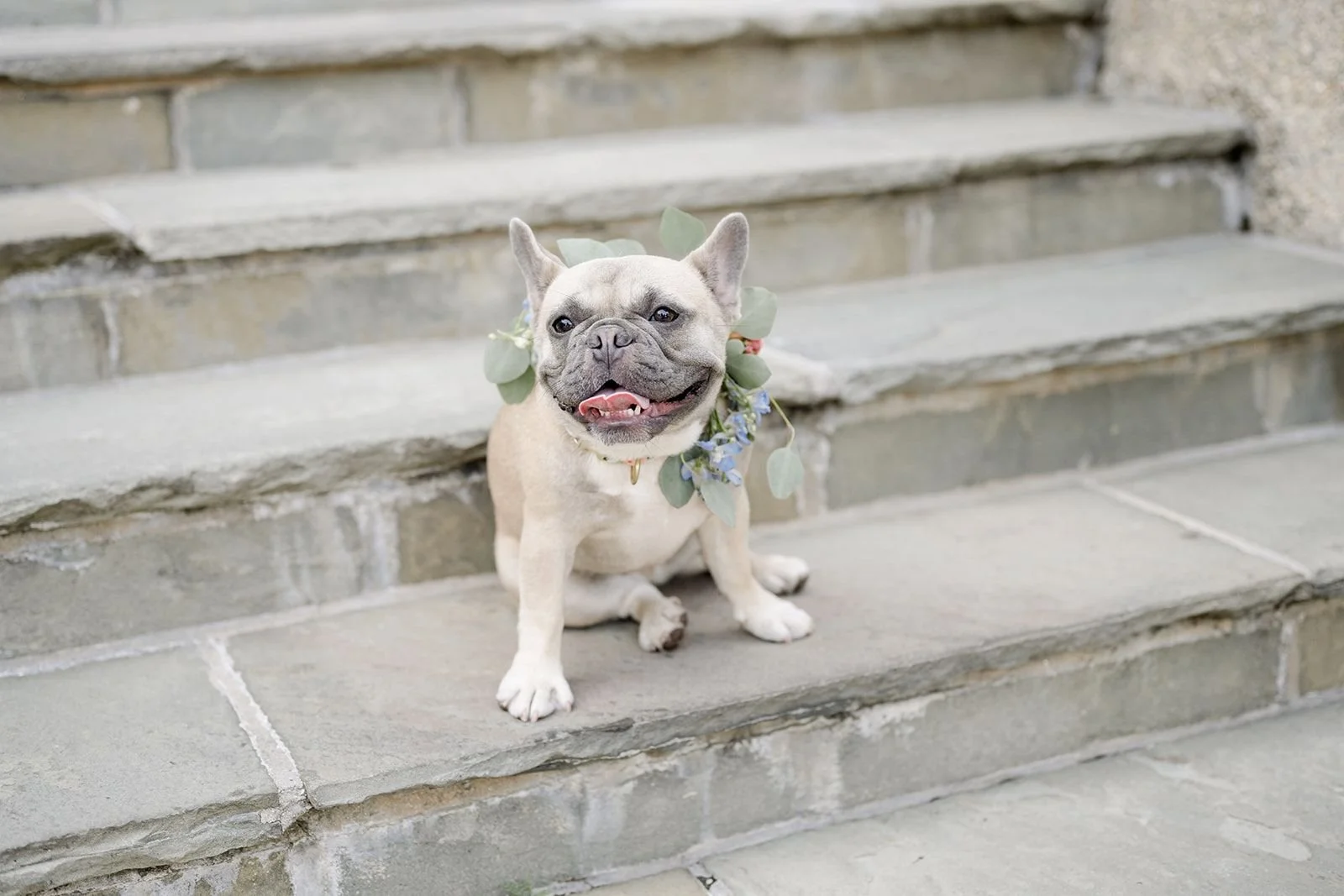 A French Bulldog sitting on outdoor stone stairs, wearing a floral wreath around its neck, smiling with its tongue slightly out.