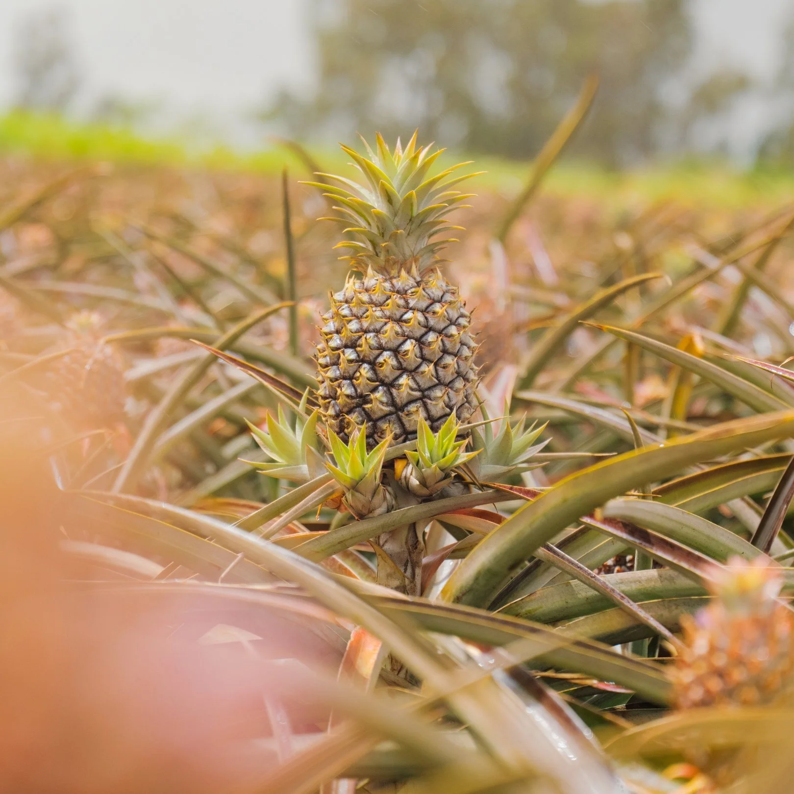 A young pineapple growing in a field surrounded by pineapple leaves.