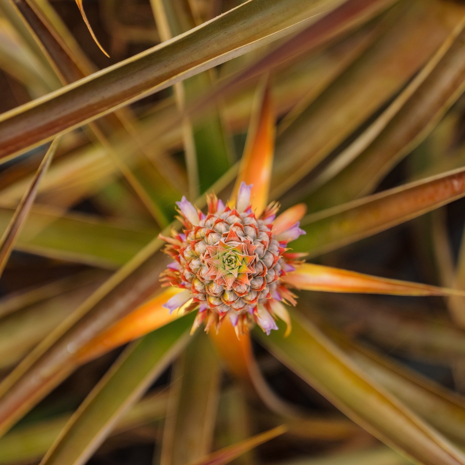 Close-up of a pineapple growing on a pineapple plant, showing the fruit surrounded by long, pointed leaves.