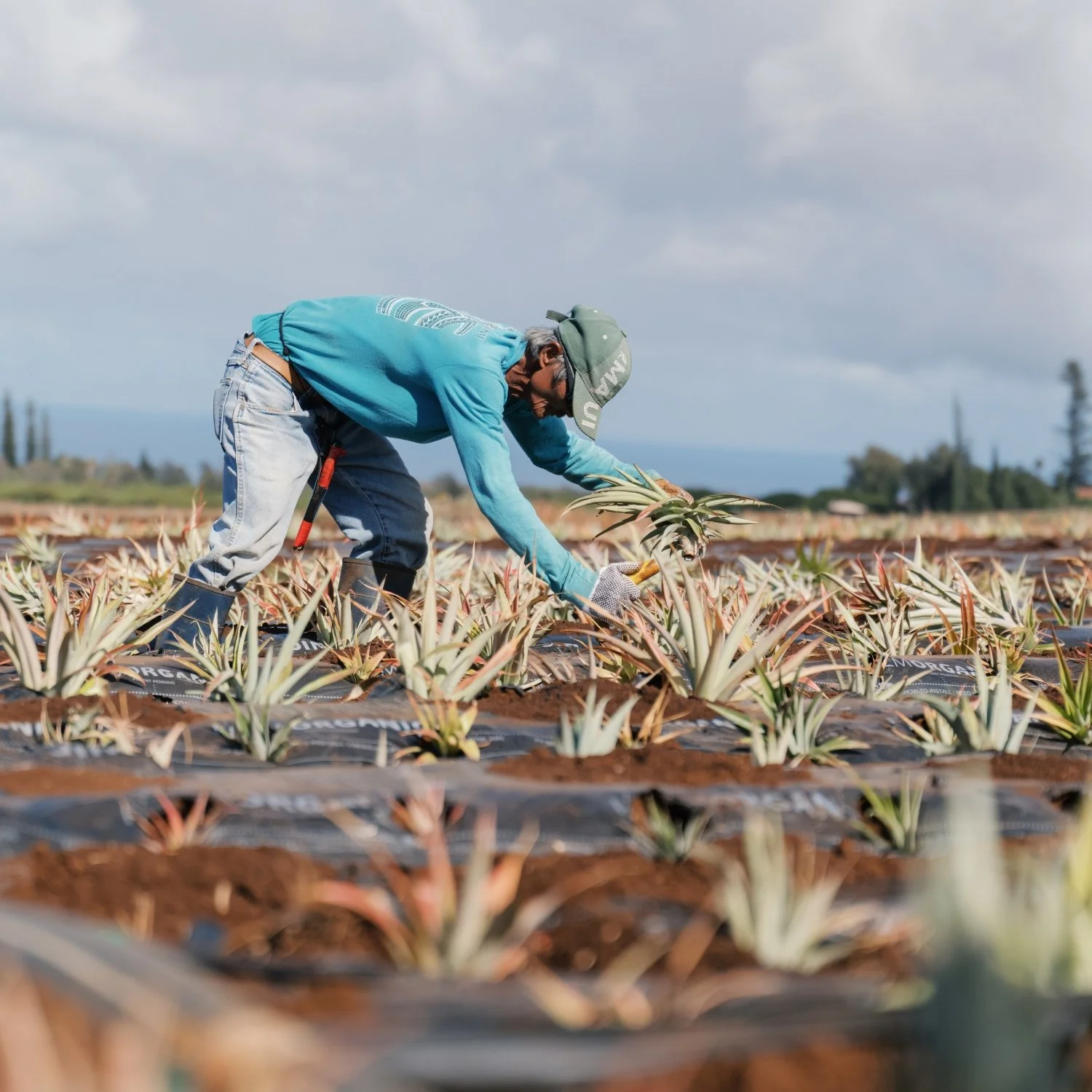 A man in protective gear planting a pineapple plant in an agricultural field under a cloudy sky.
