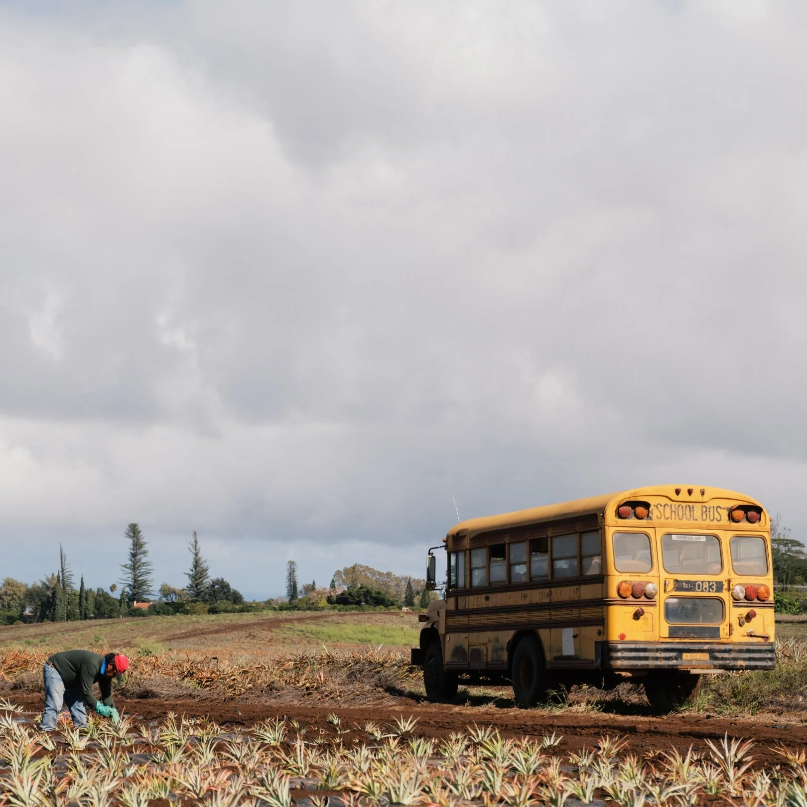 A man working in a pineapple field, a yellow school bus parked on the side, and trees with a cloudy sky in the background.