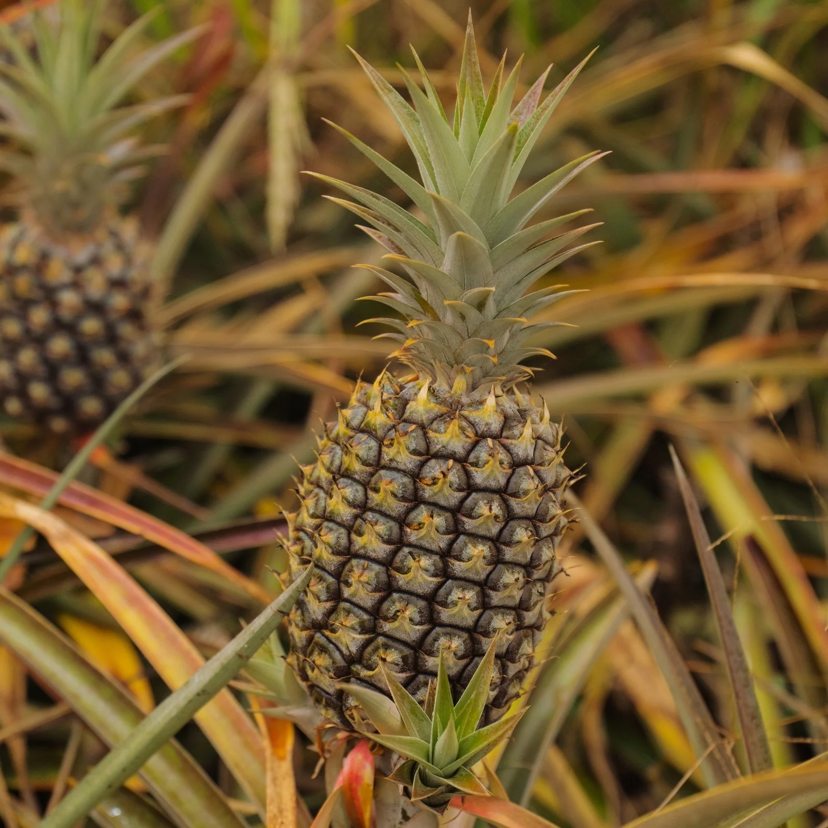 Close-up of a pineapple growing on a plant, with a blurred background of leaves.