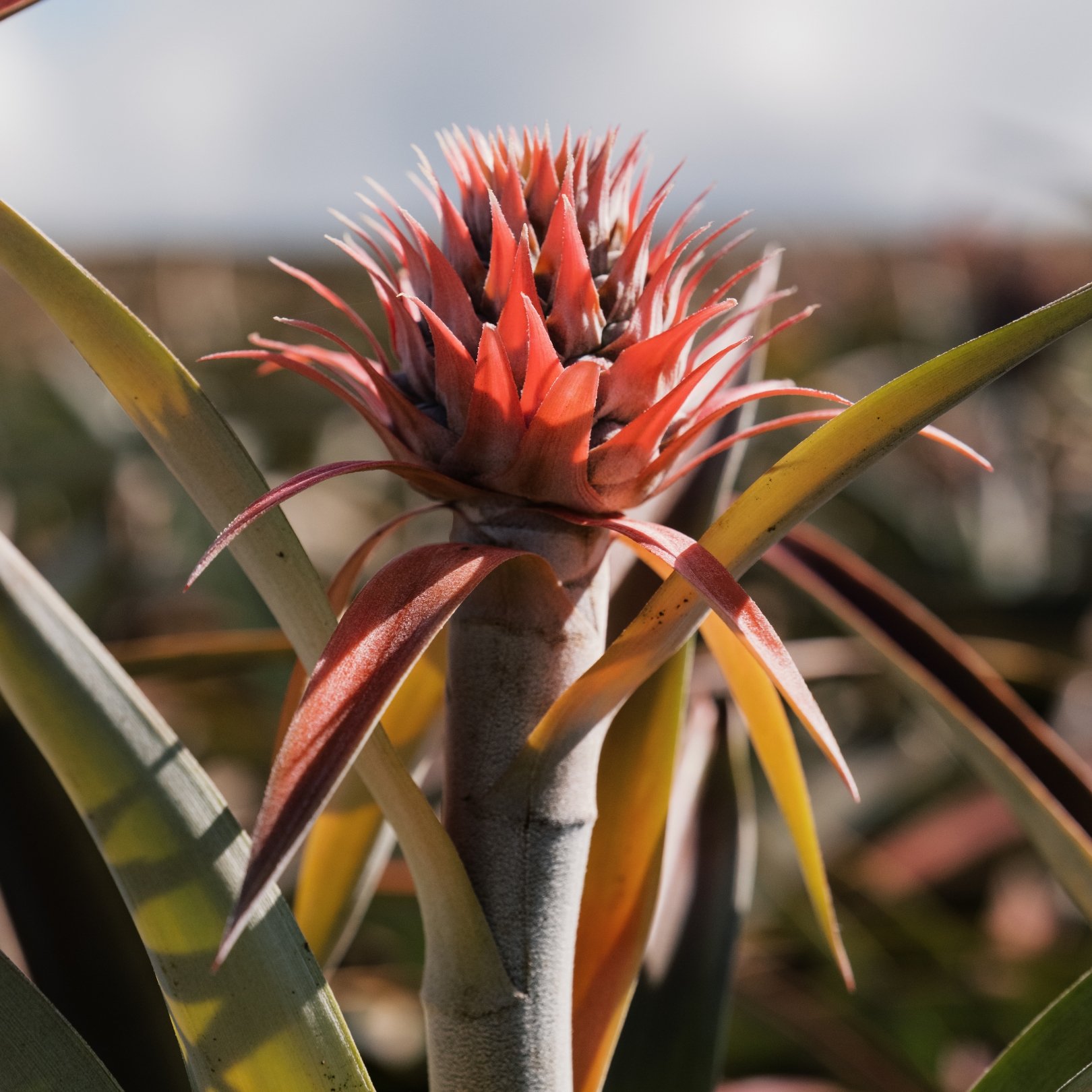 Close-up of a pineapple fruit growing on a plant with spiky green leaves around it.